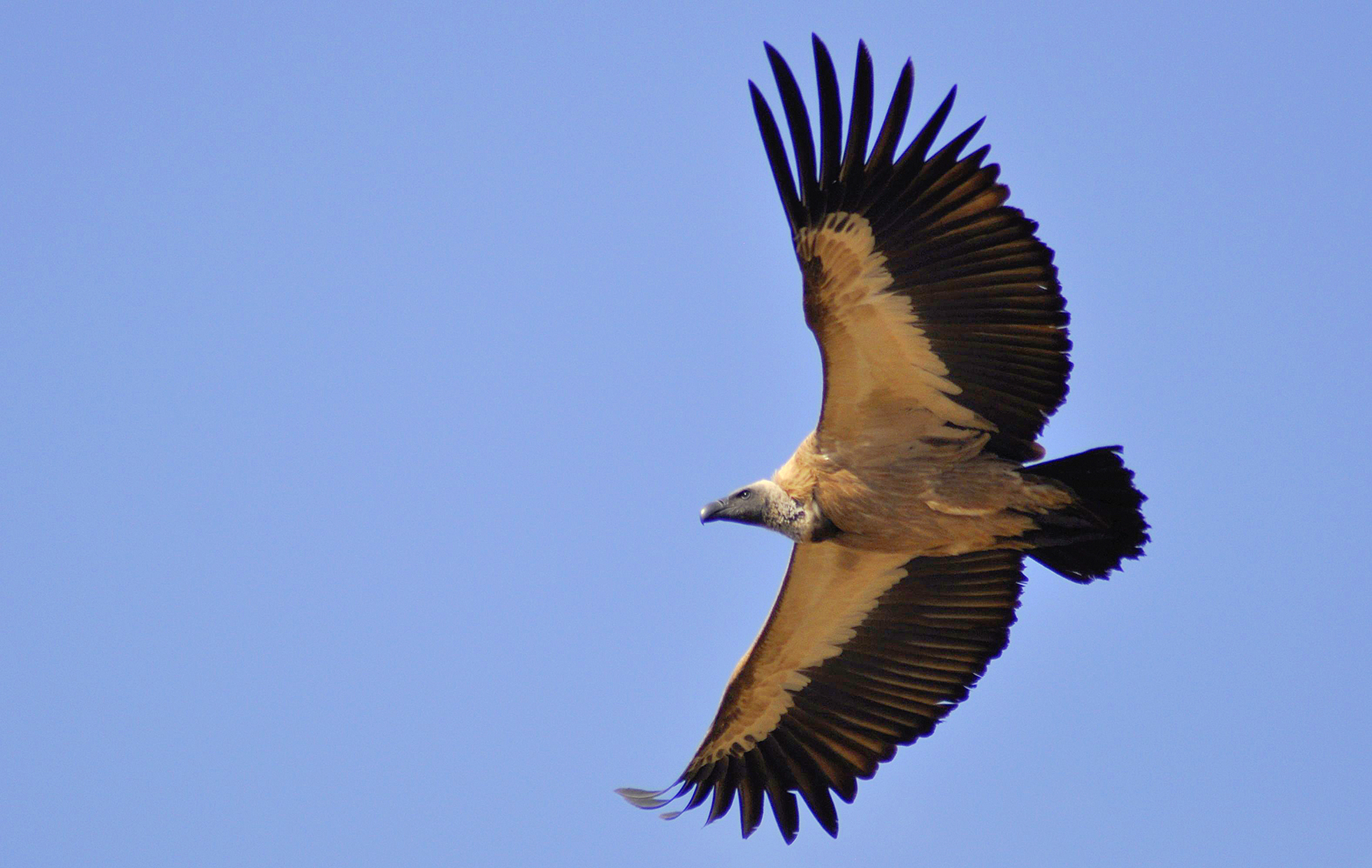 Tracking the Shangani Wanderer — vulture survival, poaching threats, and hope from the skies