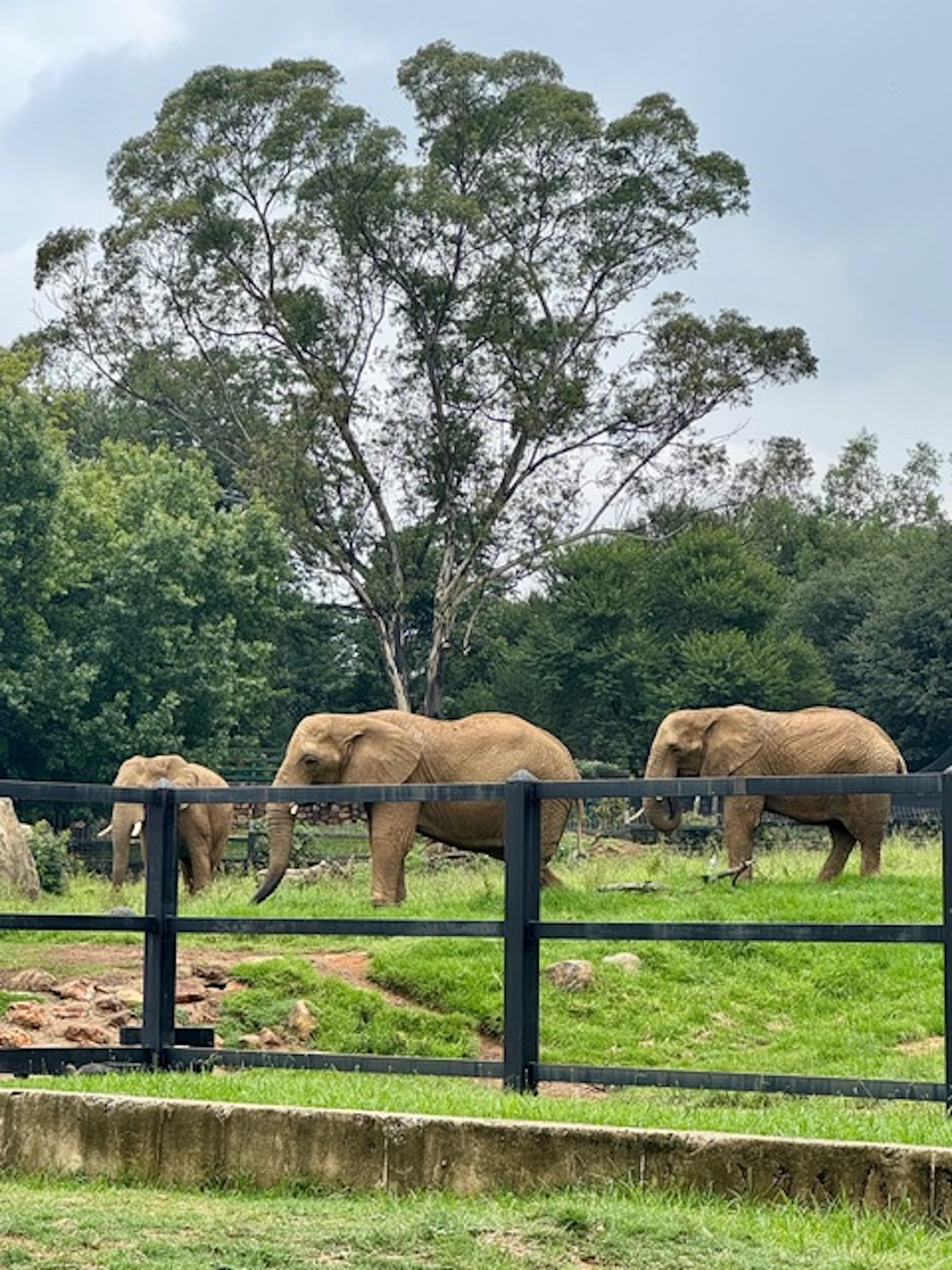 Harvard legal scholars join battle to free elephants from Johannesburg Zoo