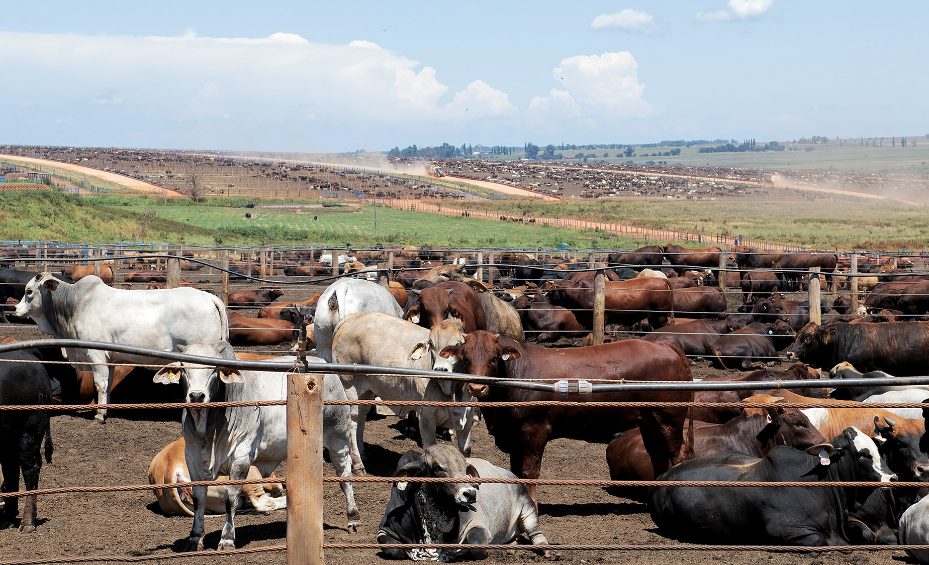 Gauteng foot-and-mouth outbreak at world’s largest feedlot is a red meat flag
