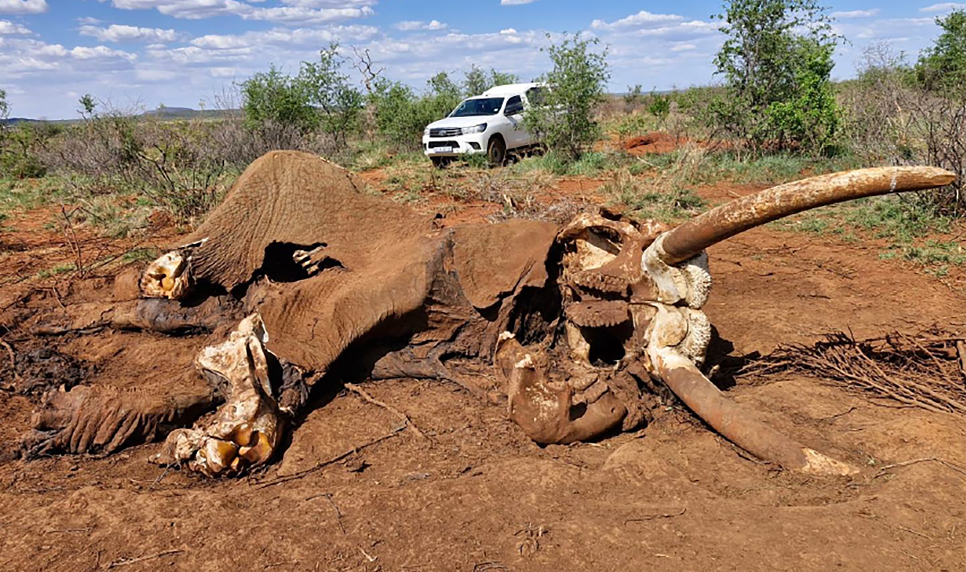 madikwe elephants