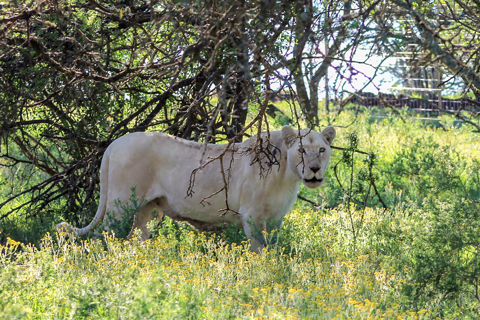 From Middle East war-zone to Ukraine — Gqeberha man  rescues animals caught in the crossfire