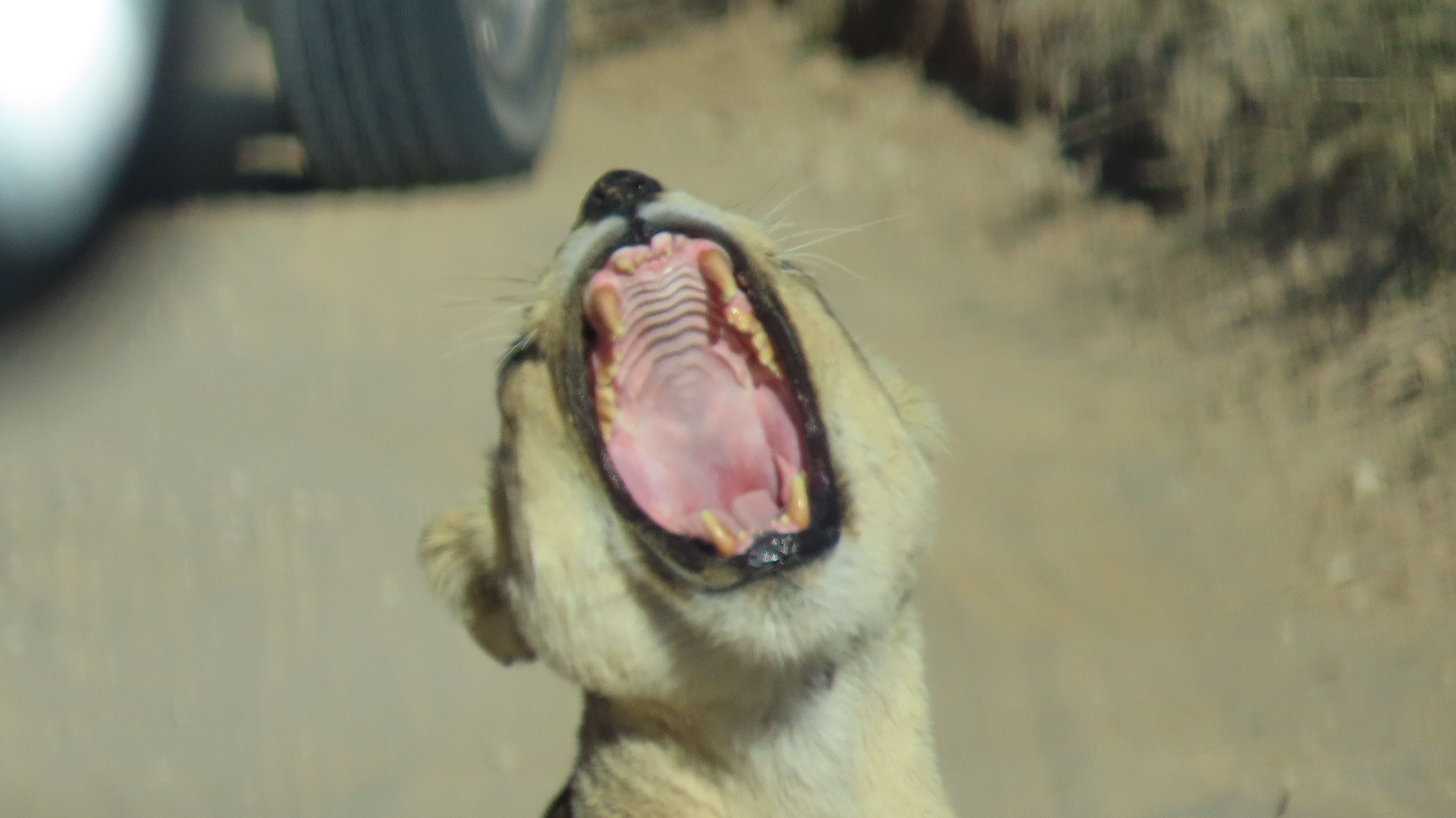 I have a picture for you! 1 June-7 June 2025