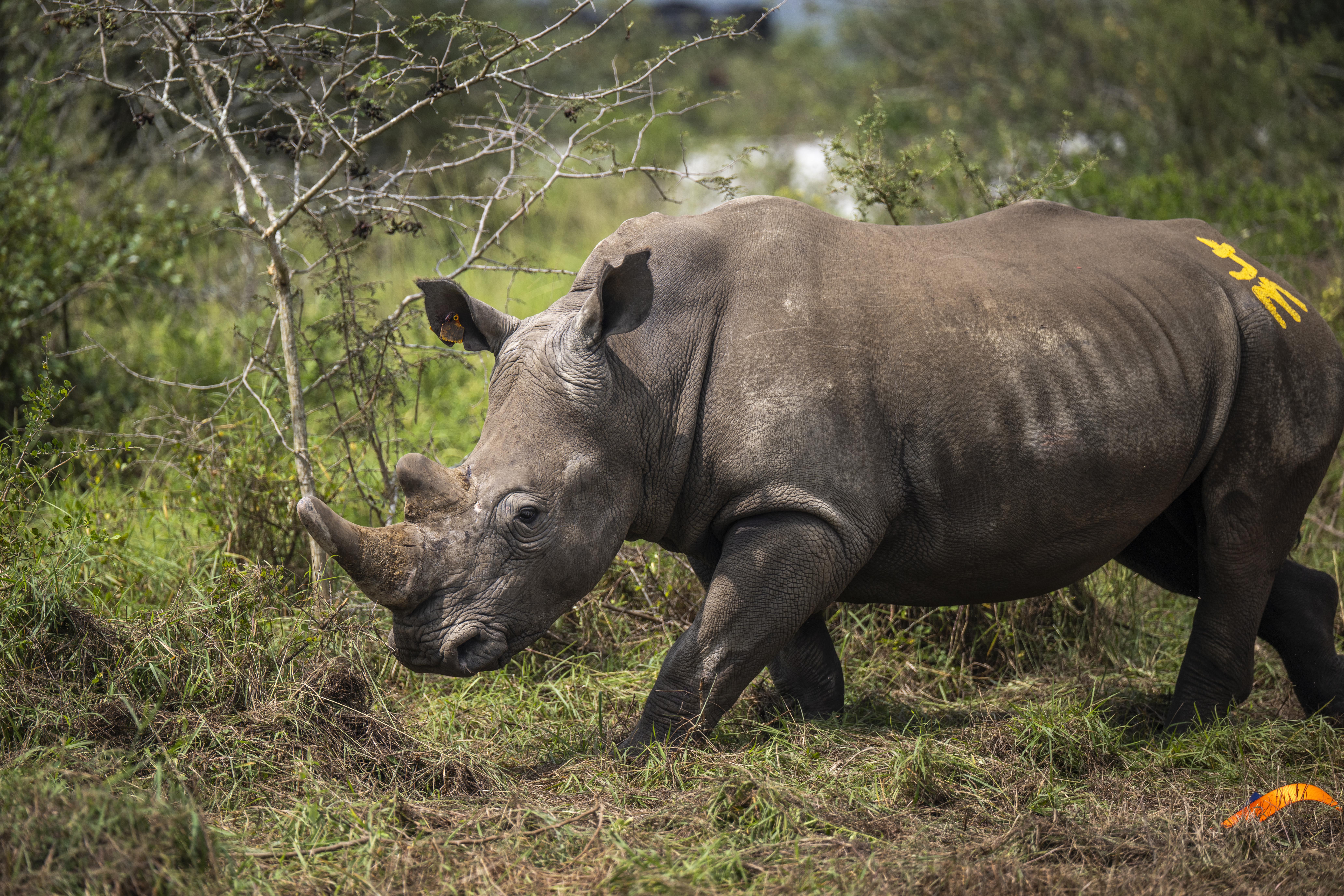 Loaded for Bear: African Parks has disgracefully sent more SA rhinos to repressive Rwanda