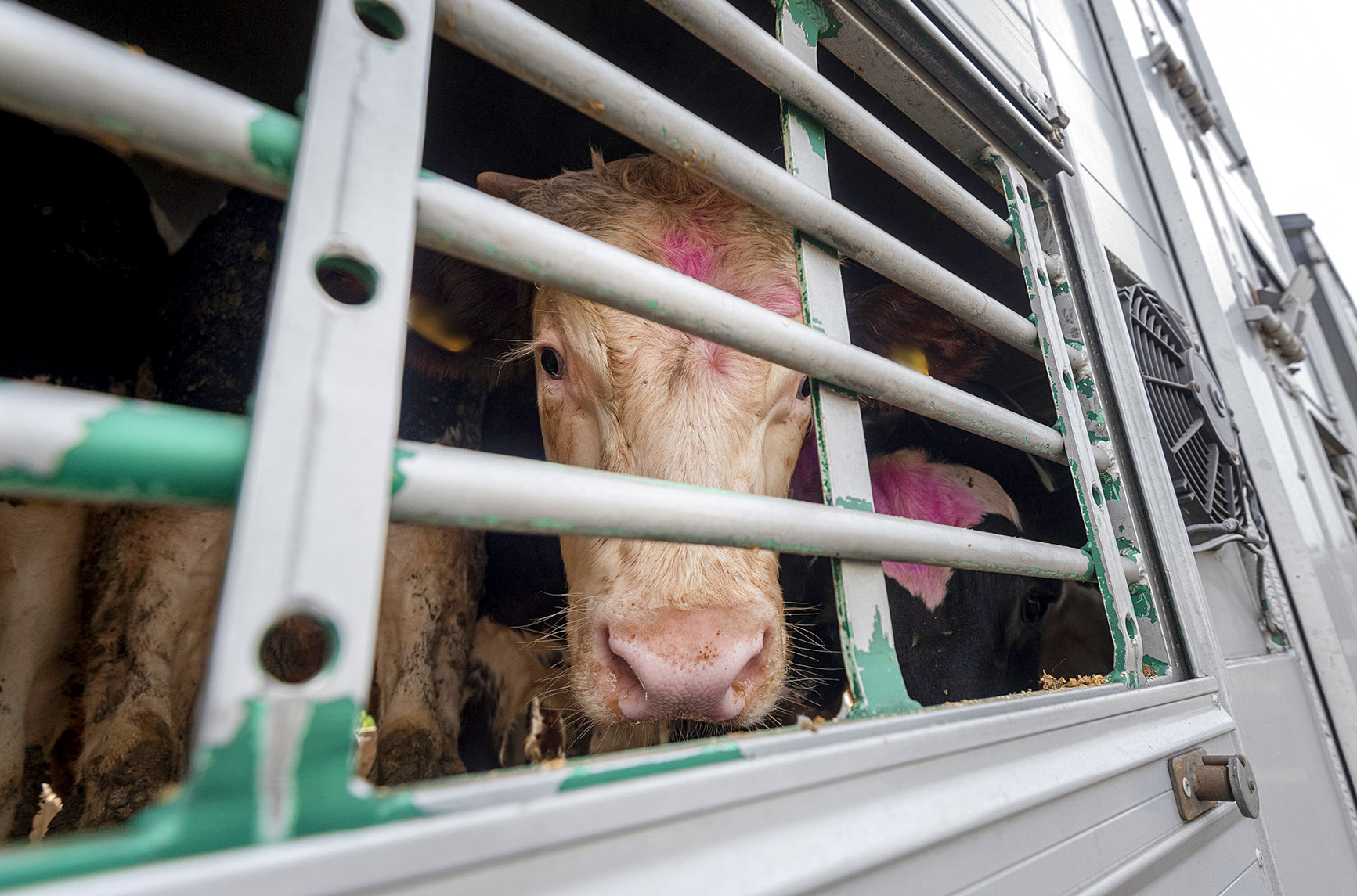 Farmers call for stronger biosecurity as South Africa battles foot-and-mouth disease outbreaks