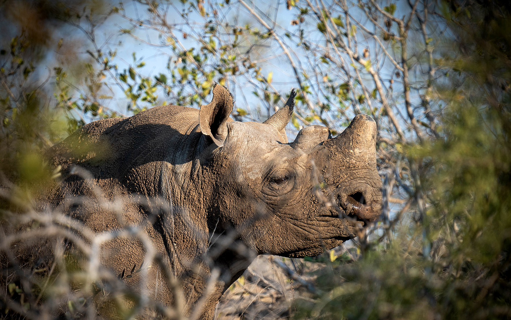 NMU-led research uncovers effective rhino protection measures amid poaching crisis in Kruger