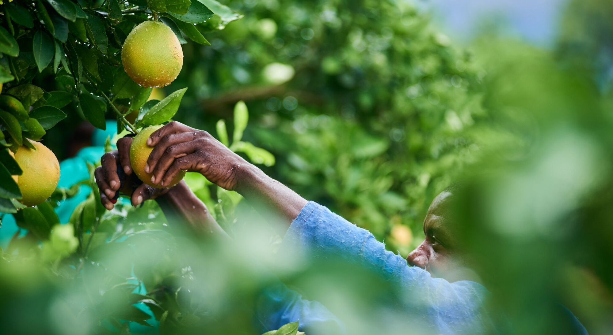 OP-ED: SA’s food system on trial — Who controls what we eat?