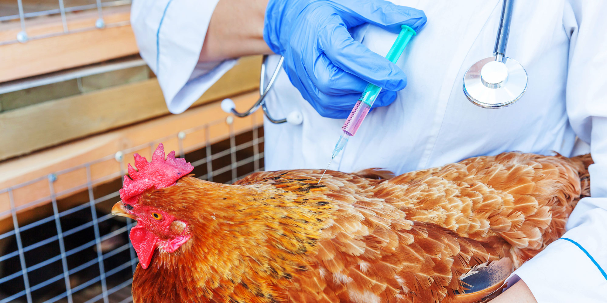 Explainer: South Africa’s chicken vaccine play may already be too late