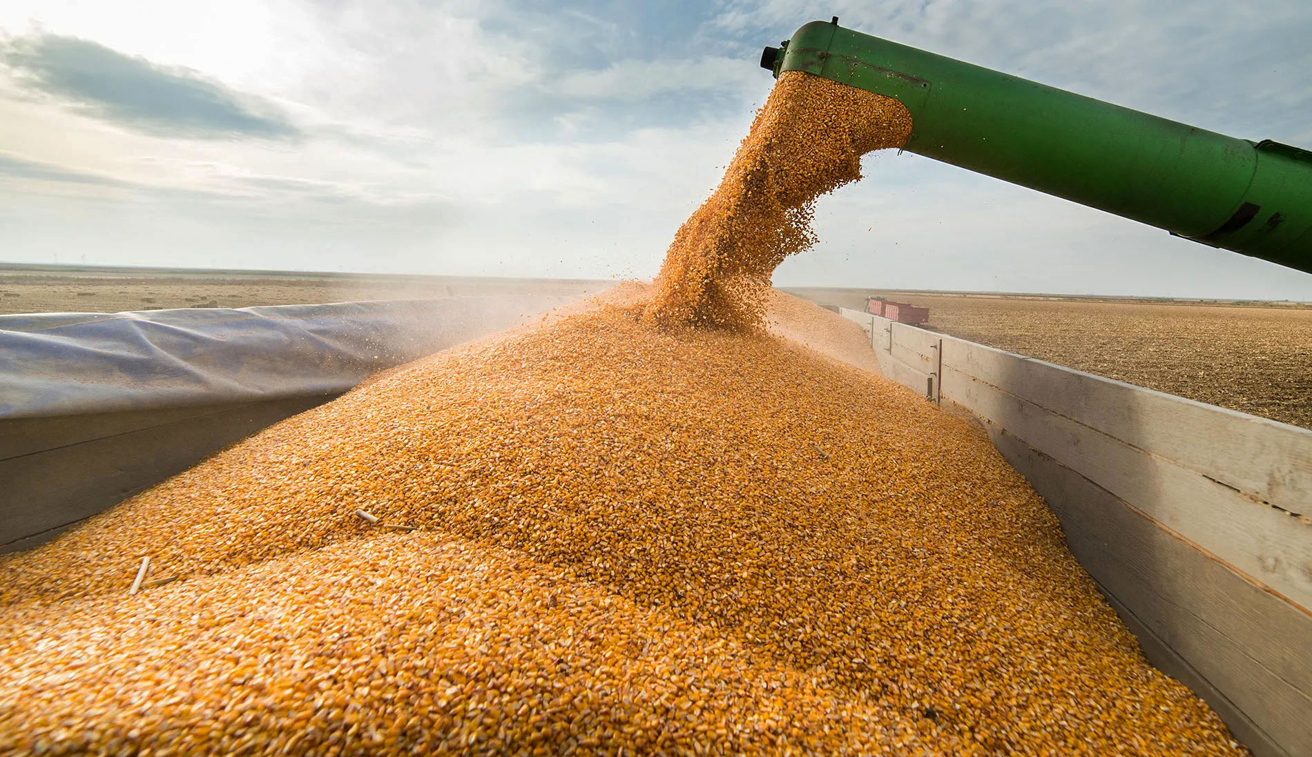 Last season’s bumper maize crop, lifted by the rains of the La Niña weather pattern that has returned this season, means South Africa has maize to spare. (Photo: iStock)