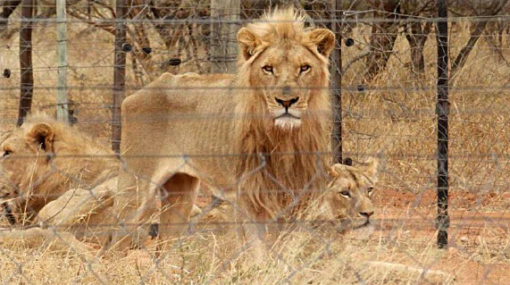 Parliament backs NSPCA demand to end captive lion breeding in SA