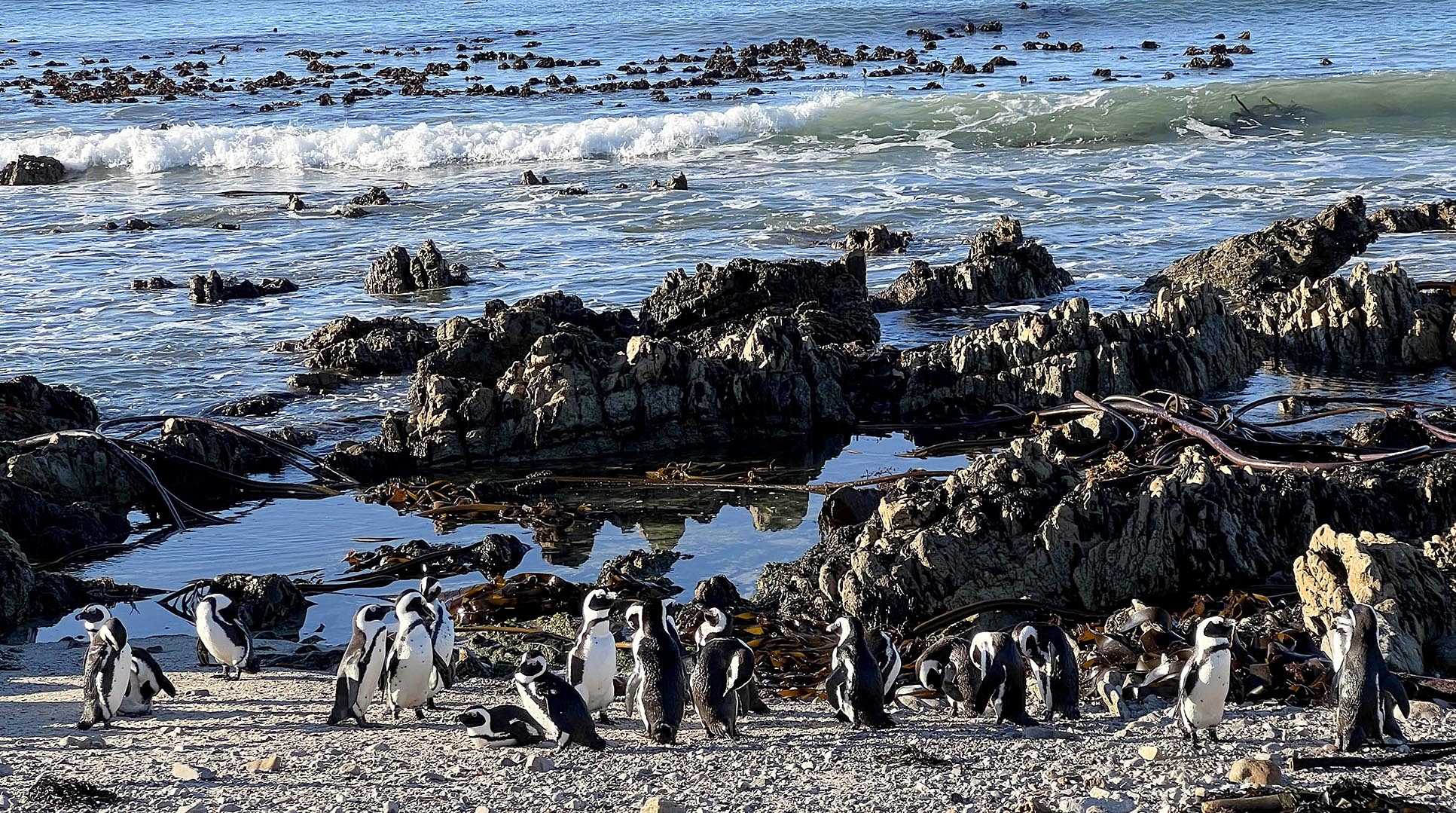 Race against extinction: Predation, noise pollution the next big threats to African penguins
