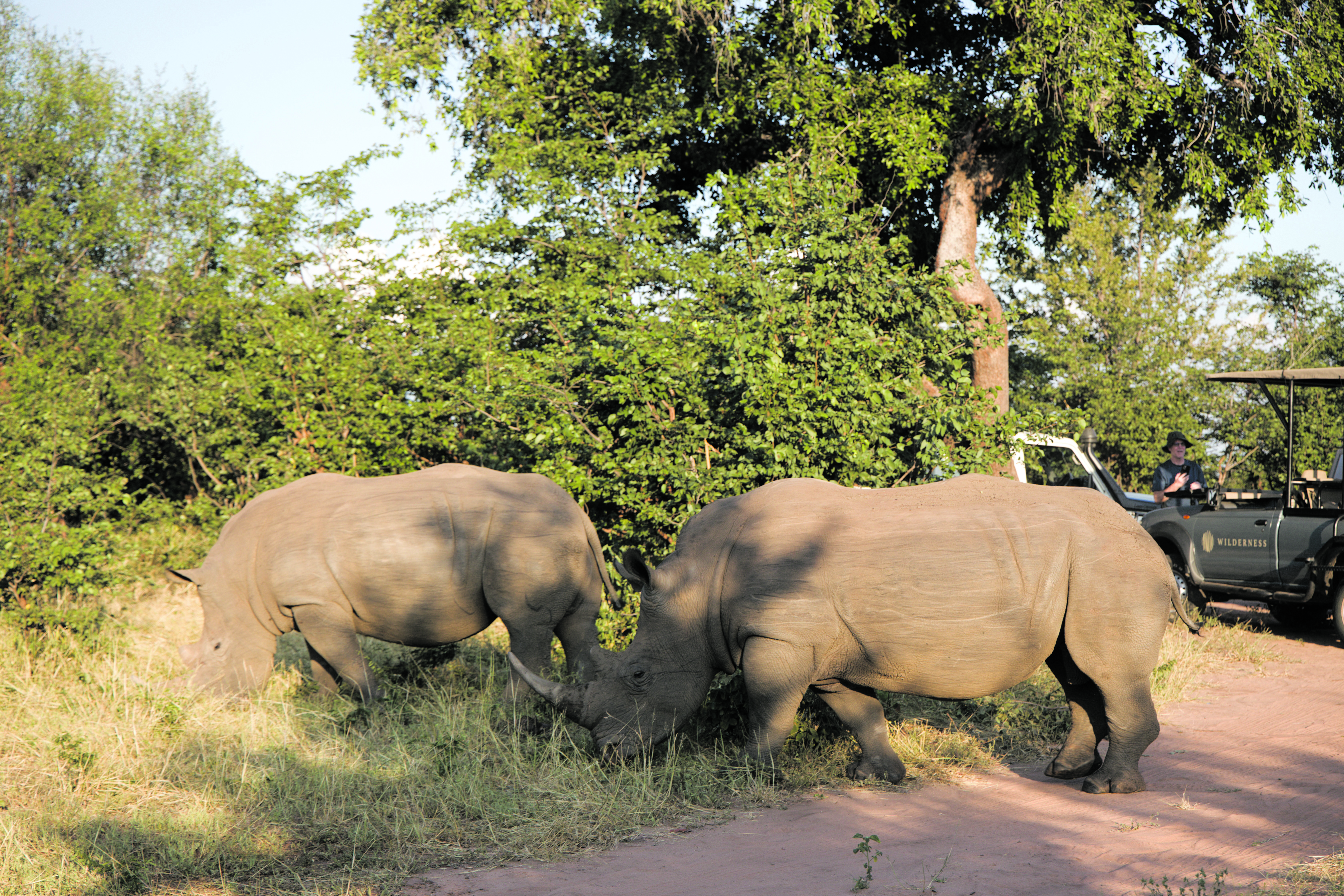 Tracking rhinos, one step at a time