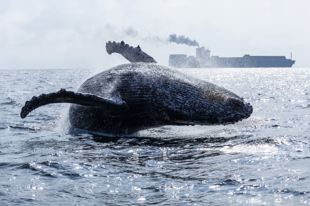 Humpback whale watching off the coast of Rio de Janeiro, and more from around the world