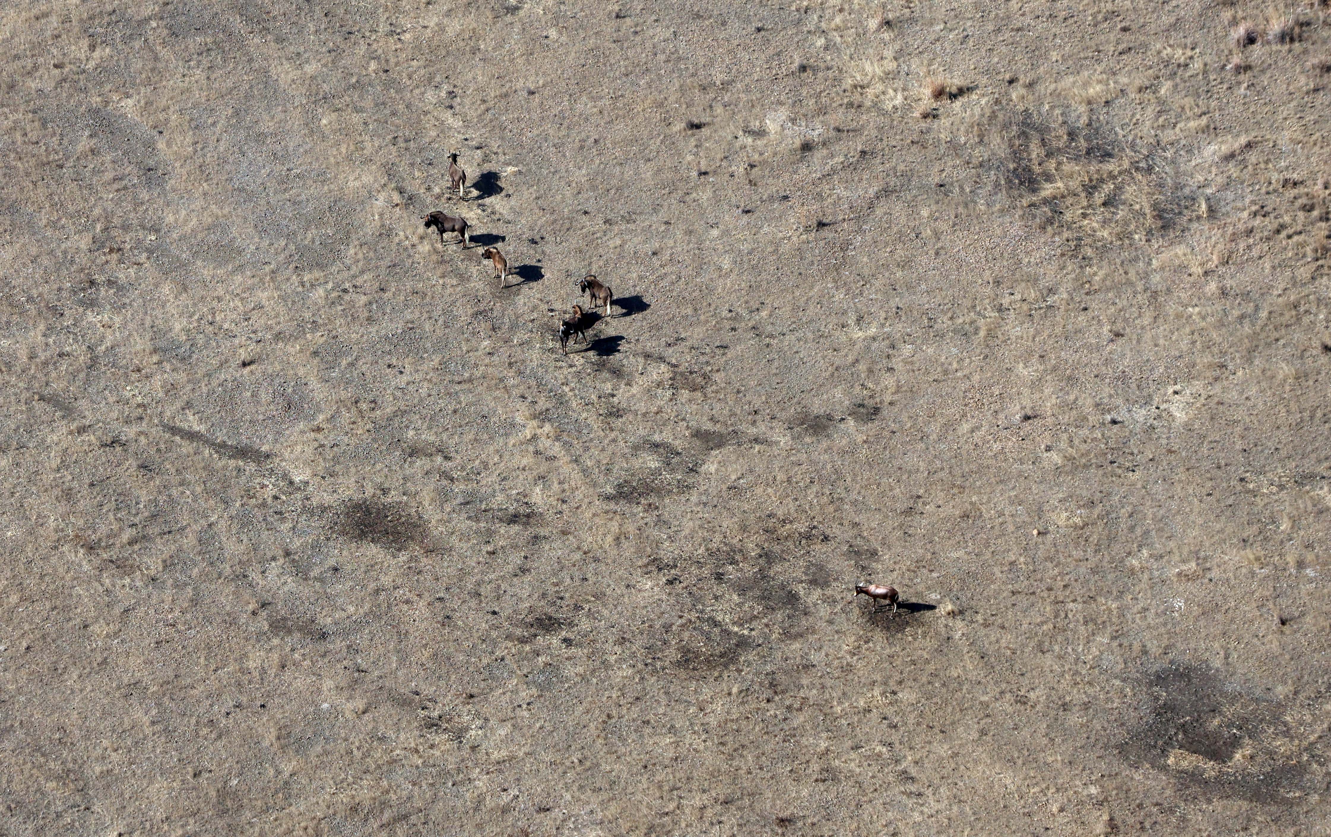 Ed - Wildlife on mines