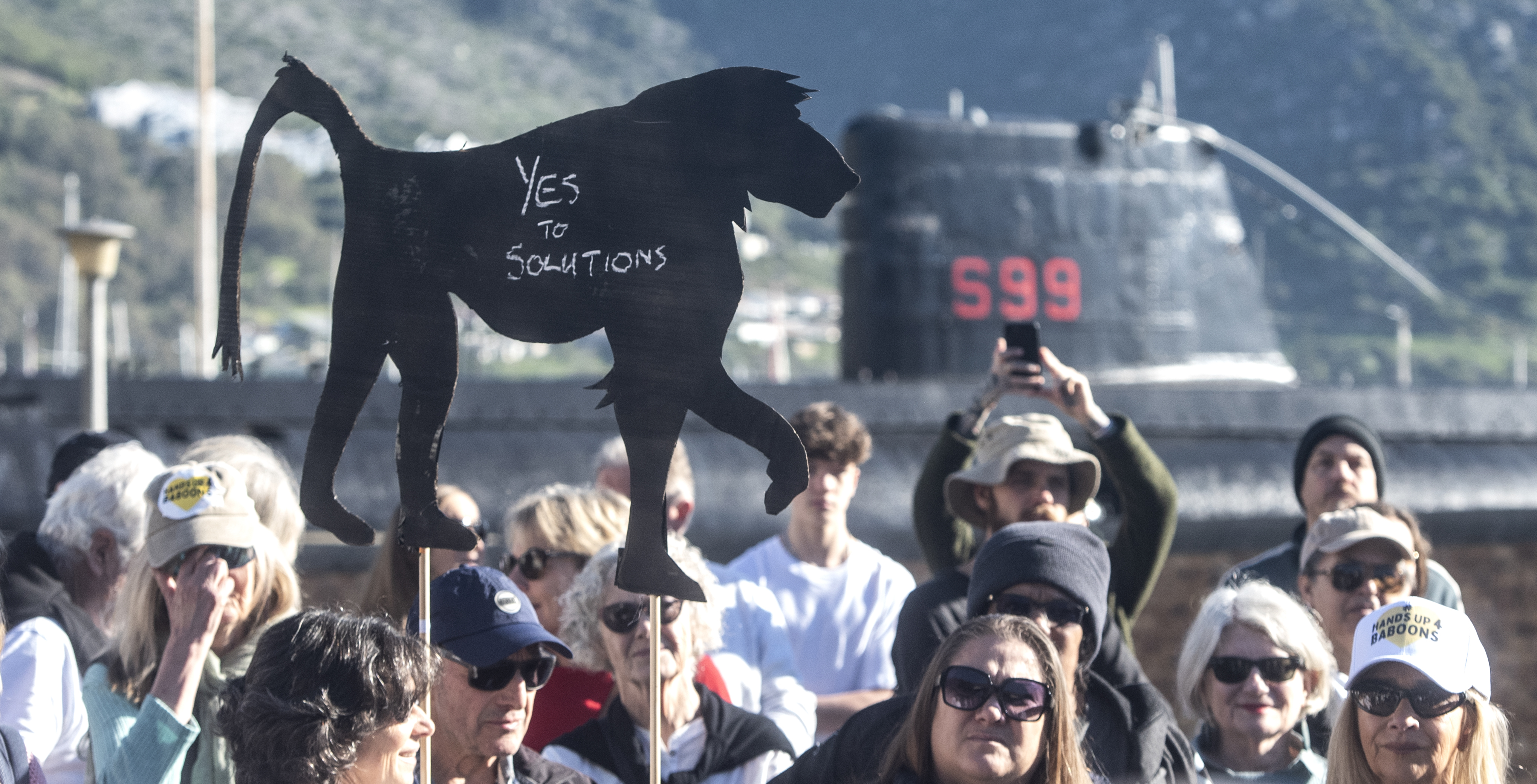 Cape baboons — removal plan aims to protect primates and Cape Town residents