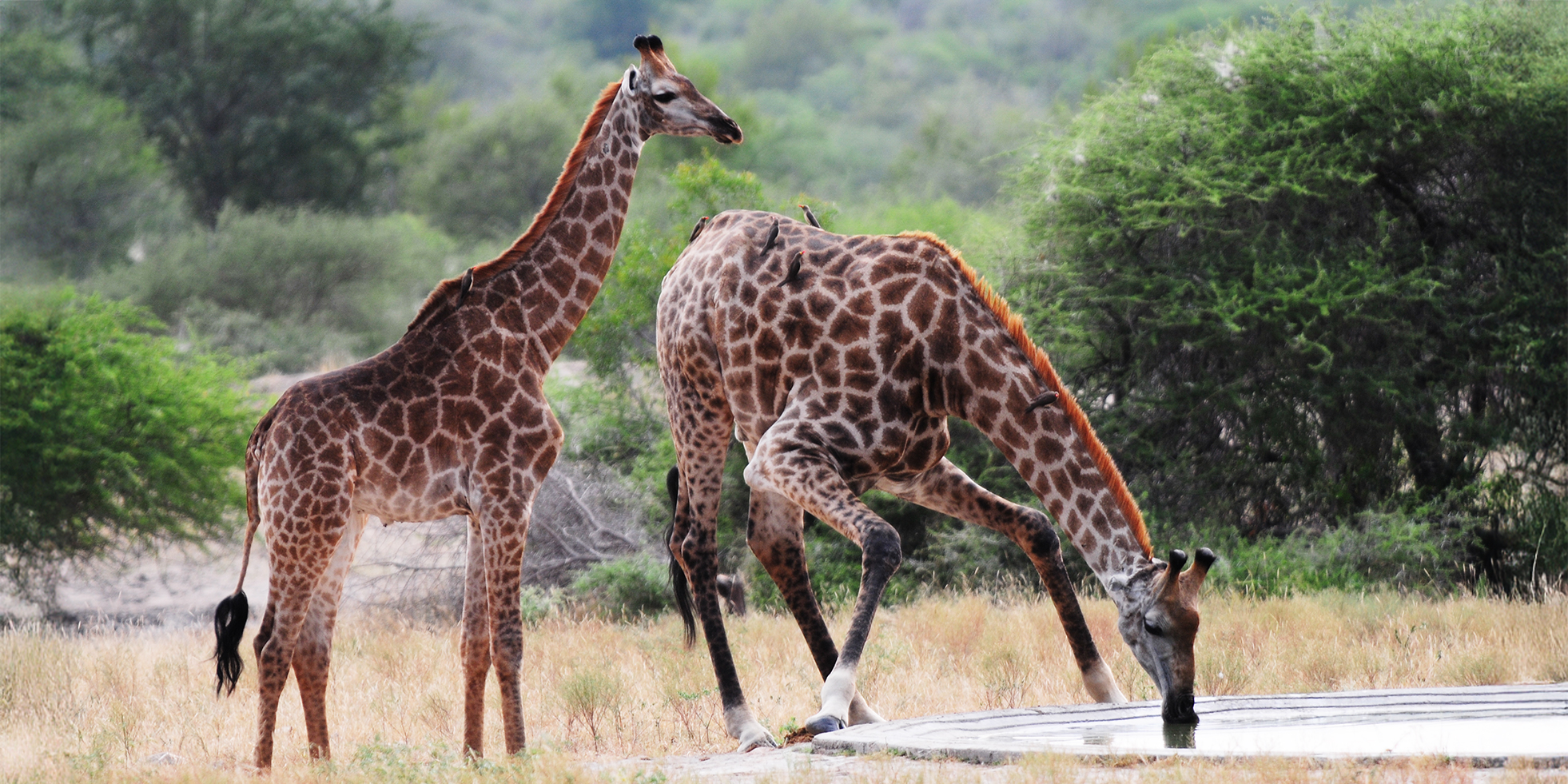 Giraffes under siege: The silent crisis of trophy hunting and its threat to survival