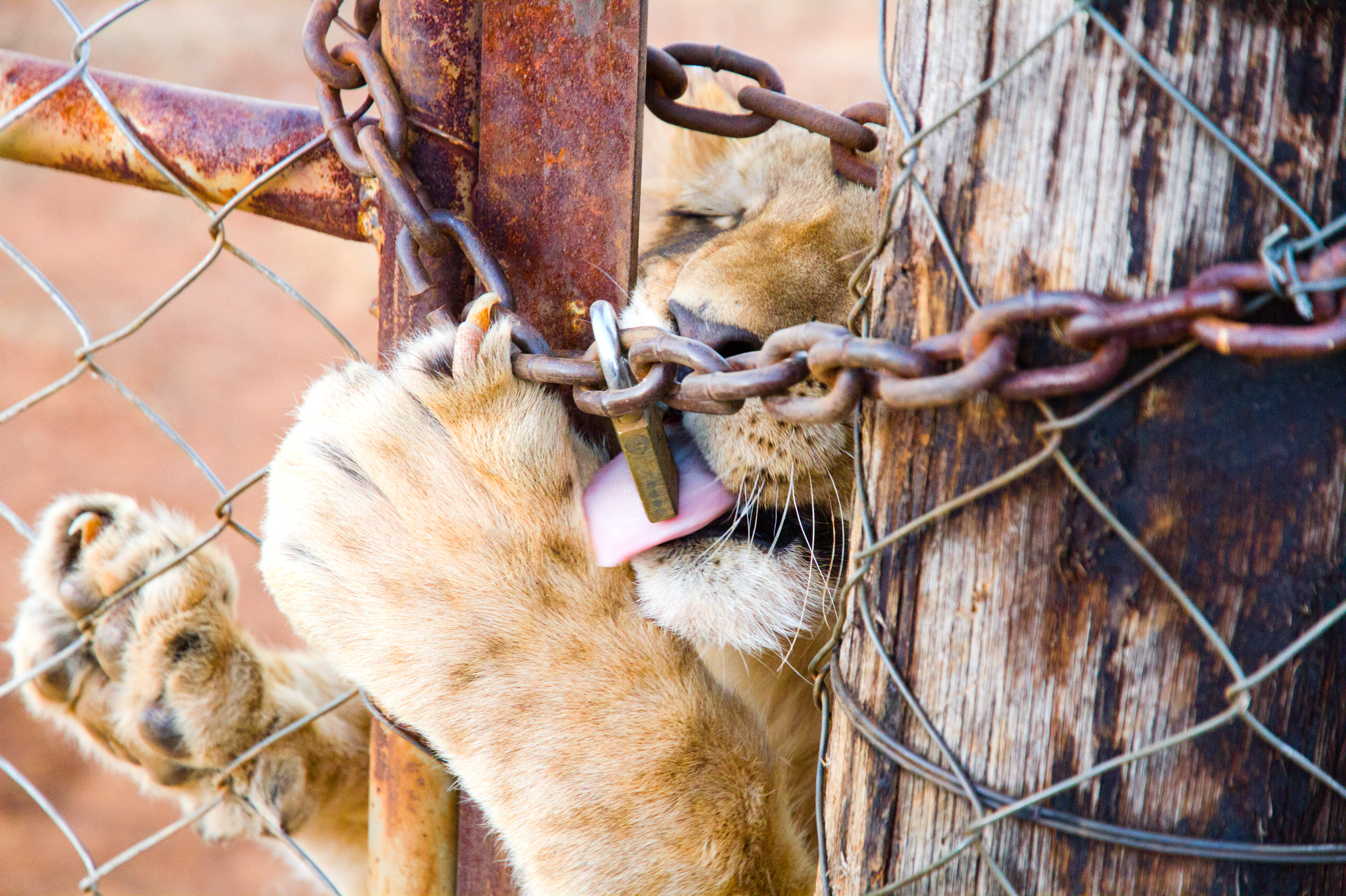 The dark side of the lives of predators in captivity