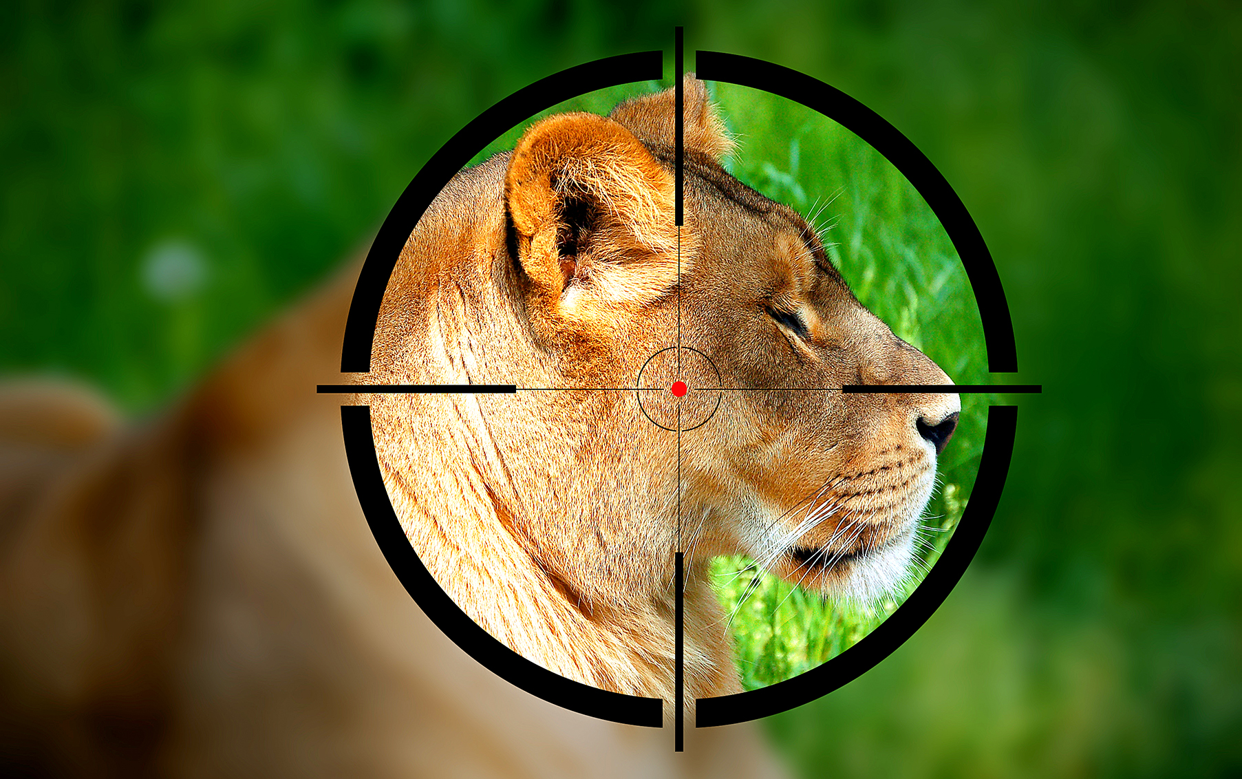 Communities near Kruger Park reject trophy hunting, embrace ethical alternatives — study