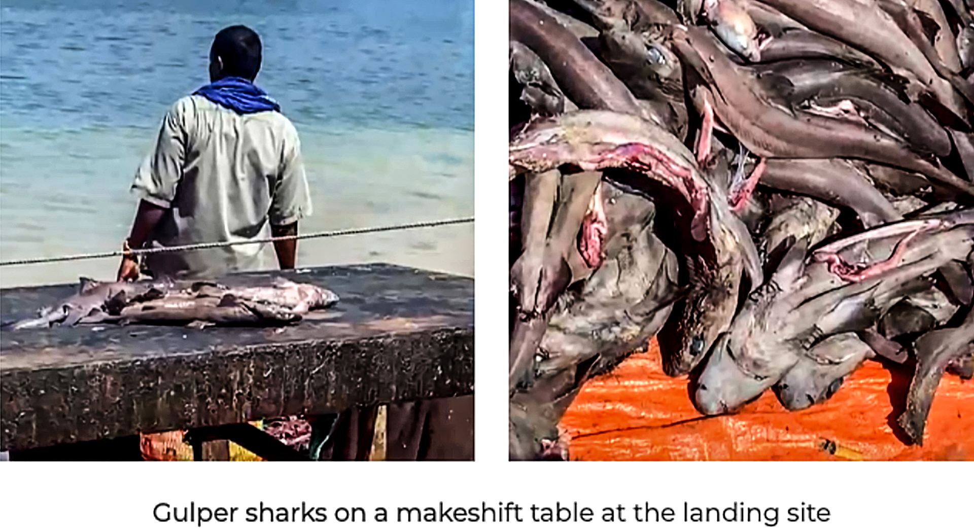 Somalia’s illicit gulper shark oil trade threatens the entire species