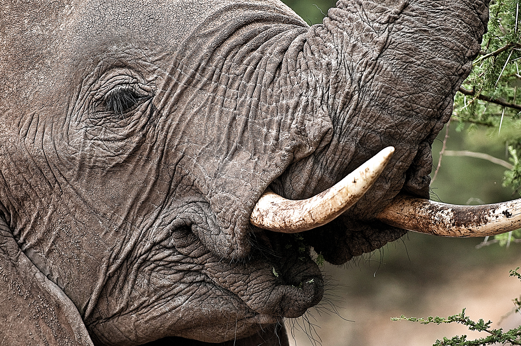 Elephants and humans at risk — deaths, disinformation and a search for solutions