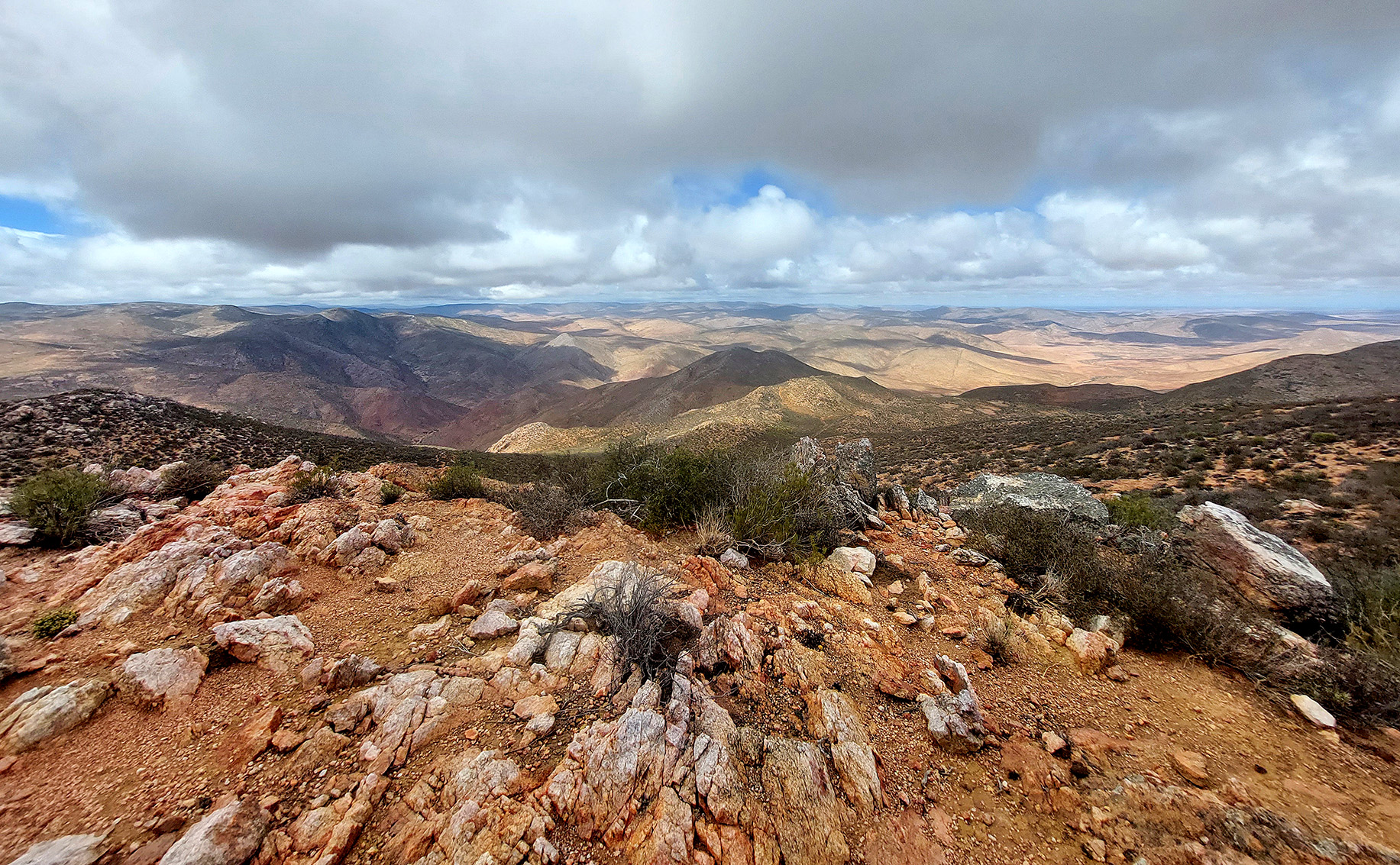 How illegal harvesting of vulnerable plants and animals strips the Cape’s ecology