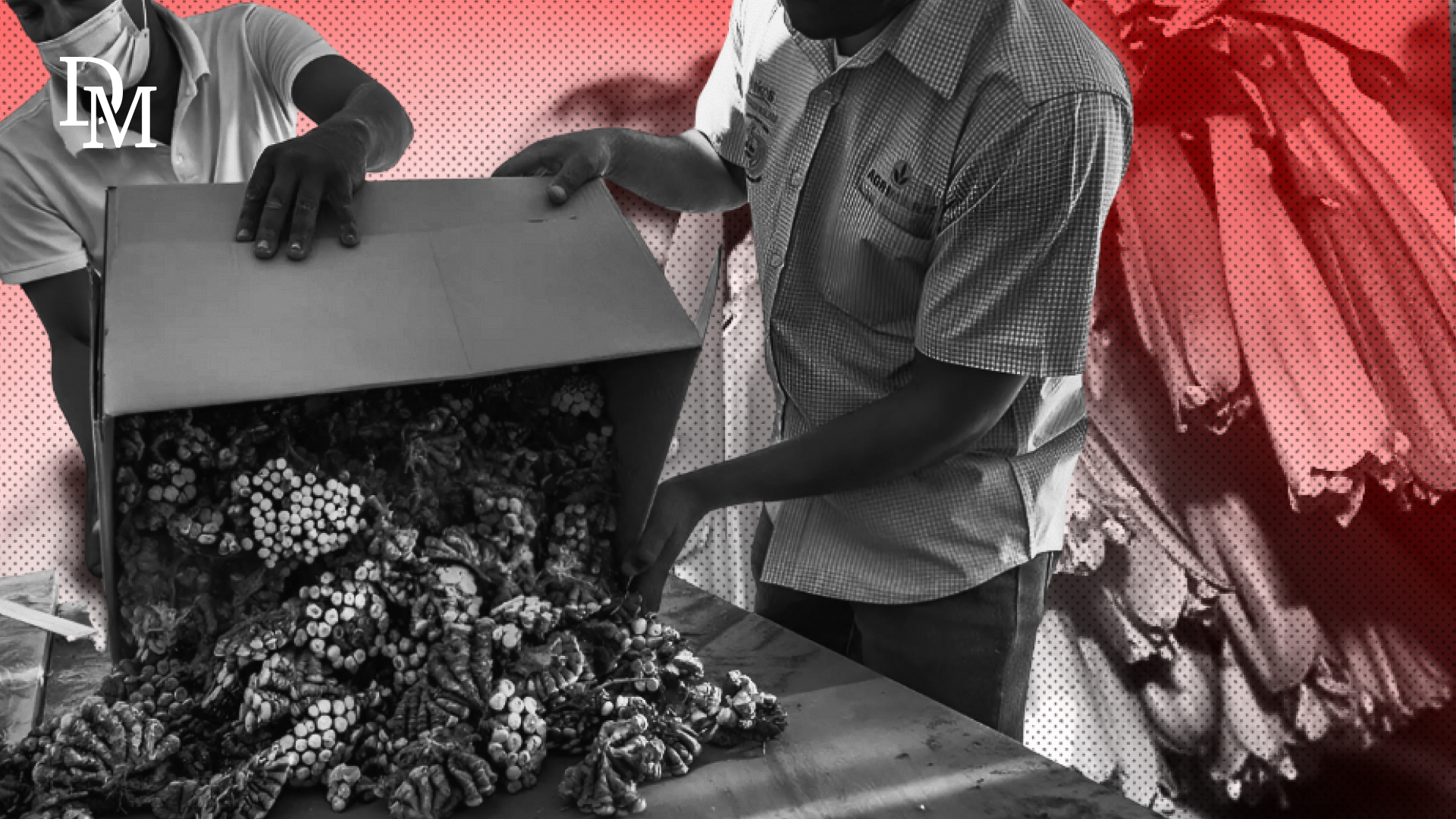 Watch – Plant poaching in South Africa: The million rand Miracle Bush Lily heist