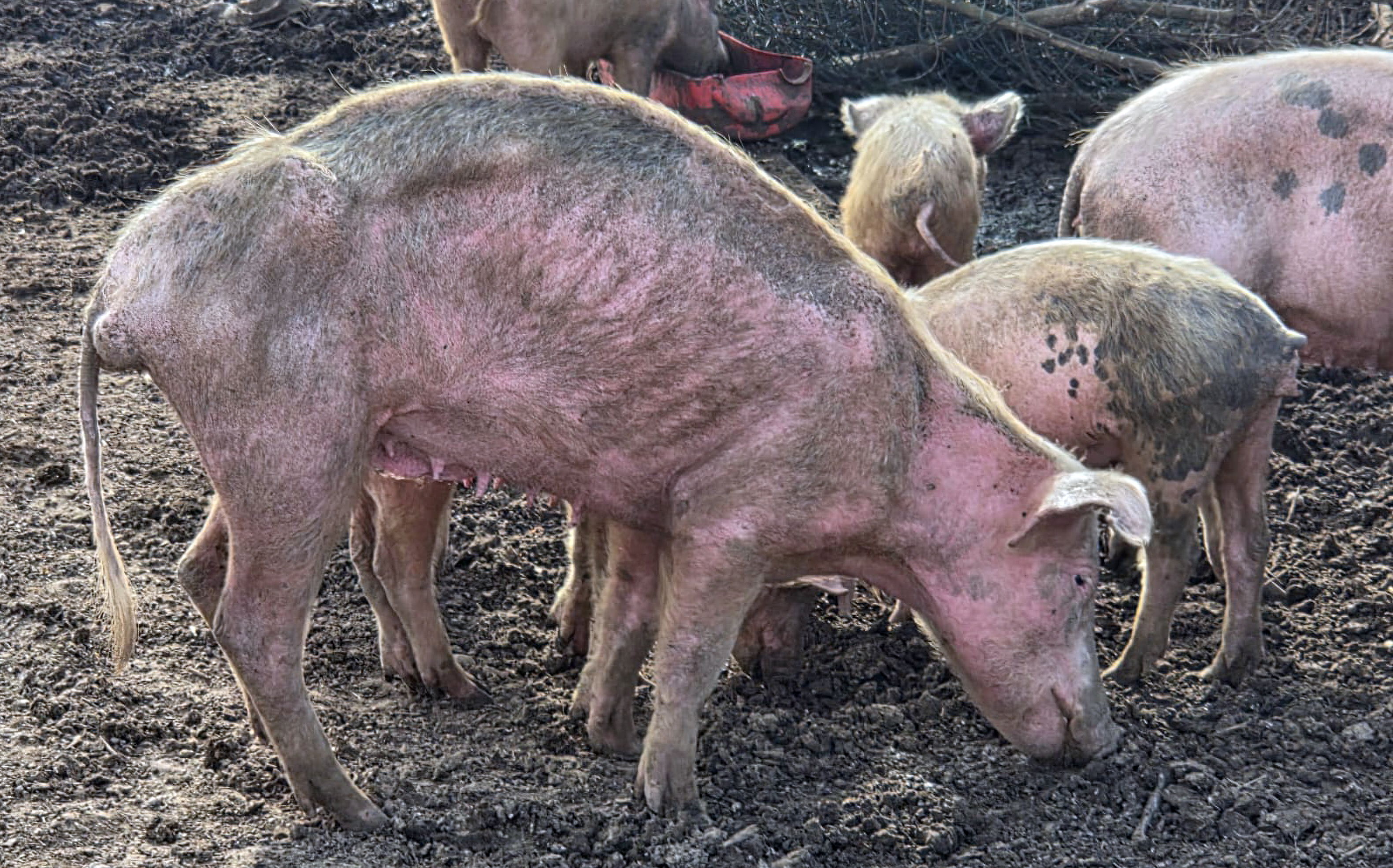 Swine fever scare triggers culling of pigs in Bredasdorp