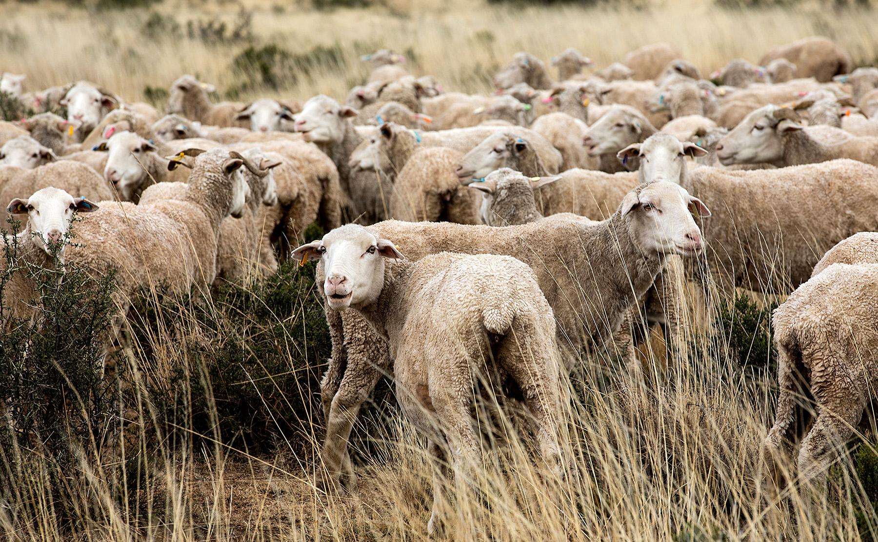 Reviving the land with regenerative farming that is transforming SA's wool industry
