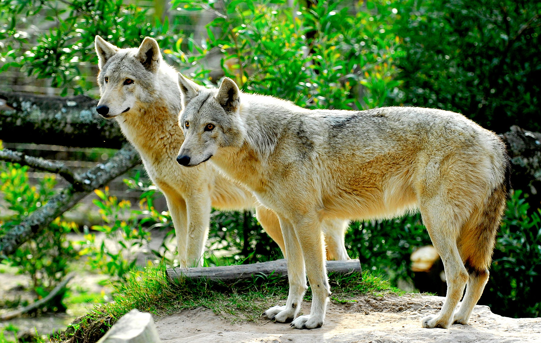 Jackals, wolves and farmers — why hunting predators doesn’t work