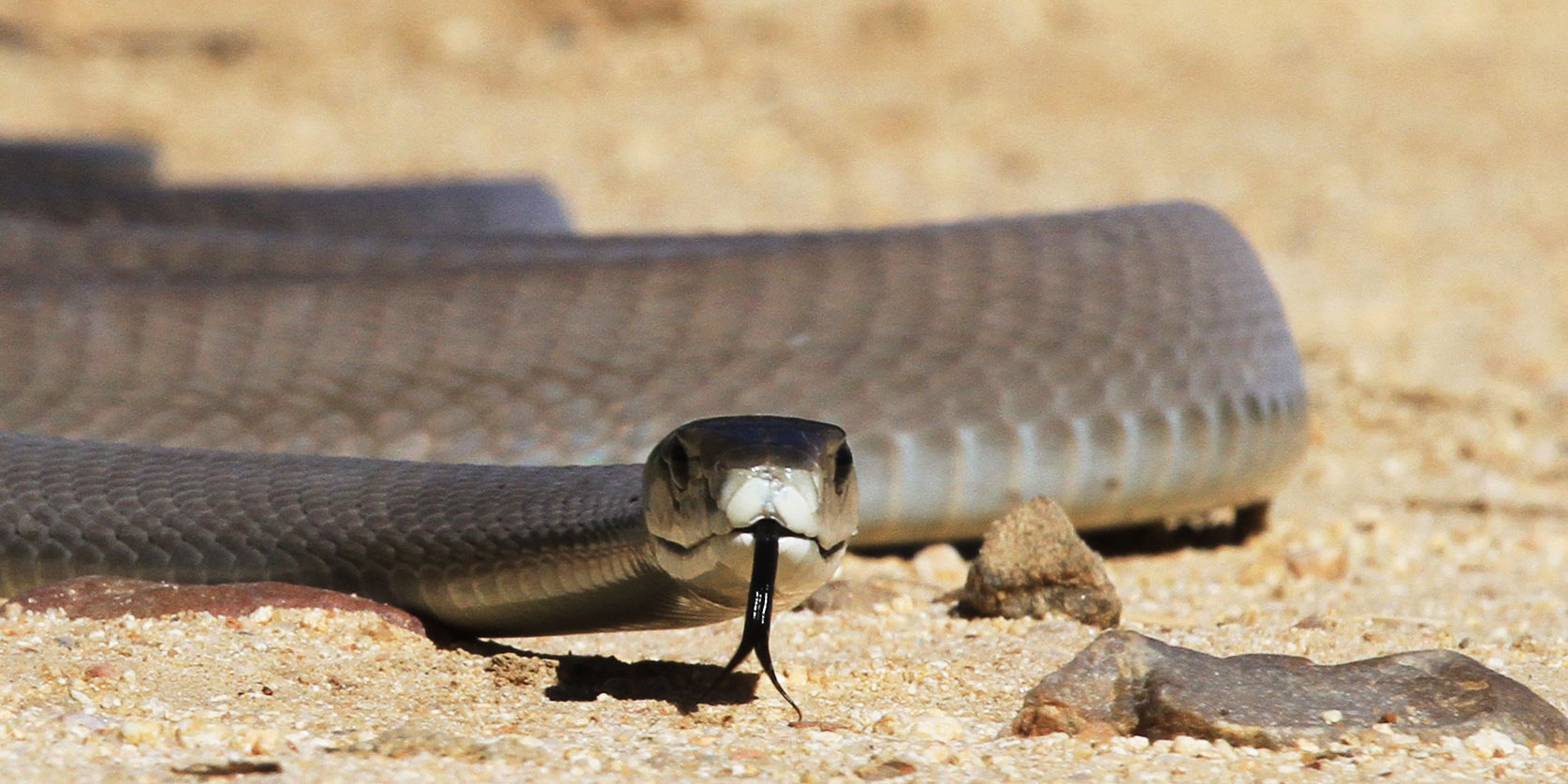 Black mambas could help to protect us by ringing poison alarm bells