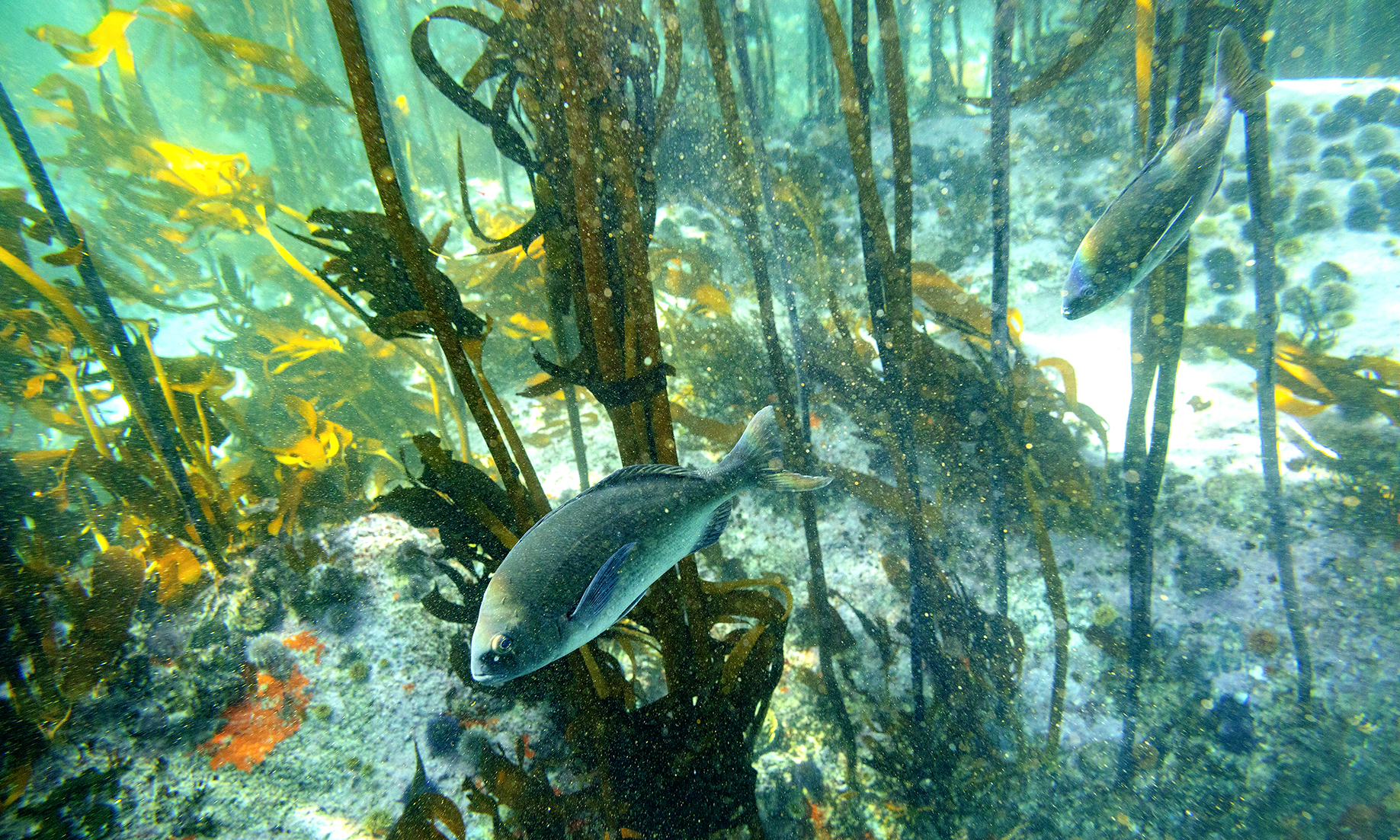  Hottentot fish (Pachymetopon blochii) in a Marine Protected Area in the Indian Ocean along the False Bay coastline. (Photo: EPA-EFE / Nic Bothma)