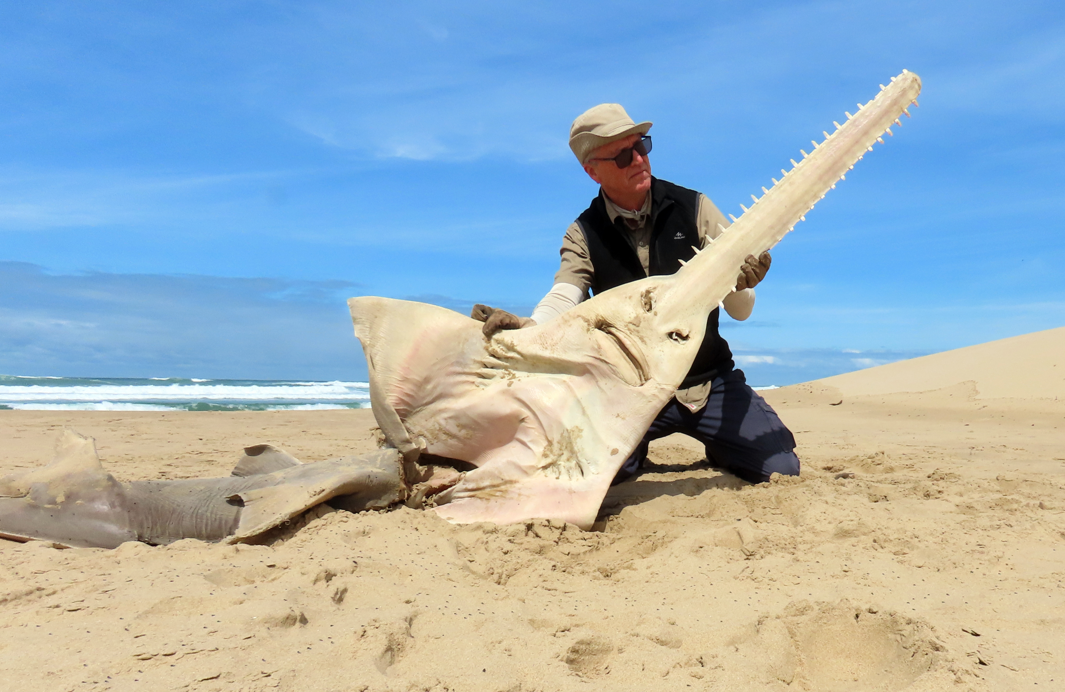 ‘Extinct’ 3m largetooth sawfish washes up on Eastern Cape coast
