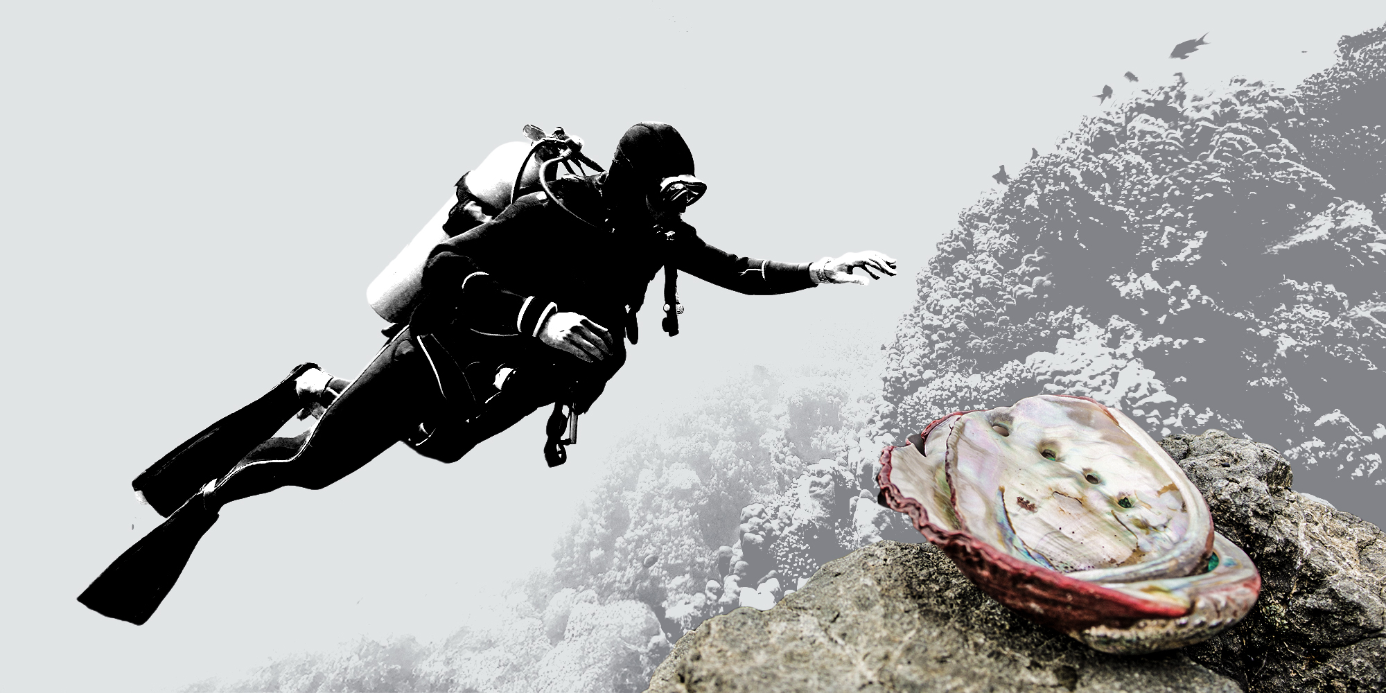 Suspected perlemoen poachers back in Gqeberha dock after high court reverses ruling on undercover recordings