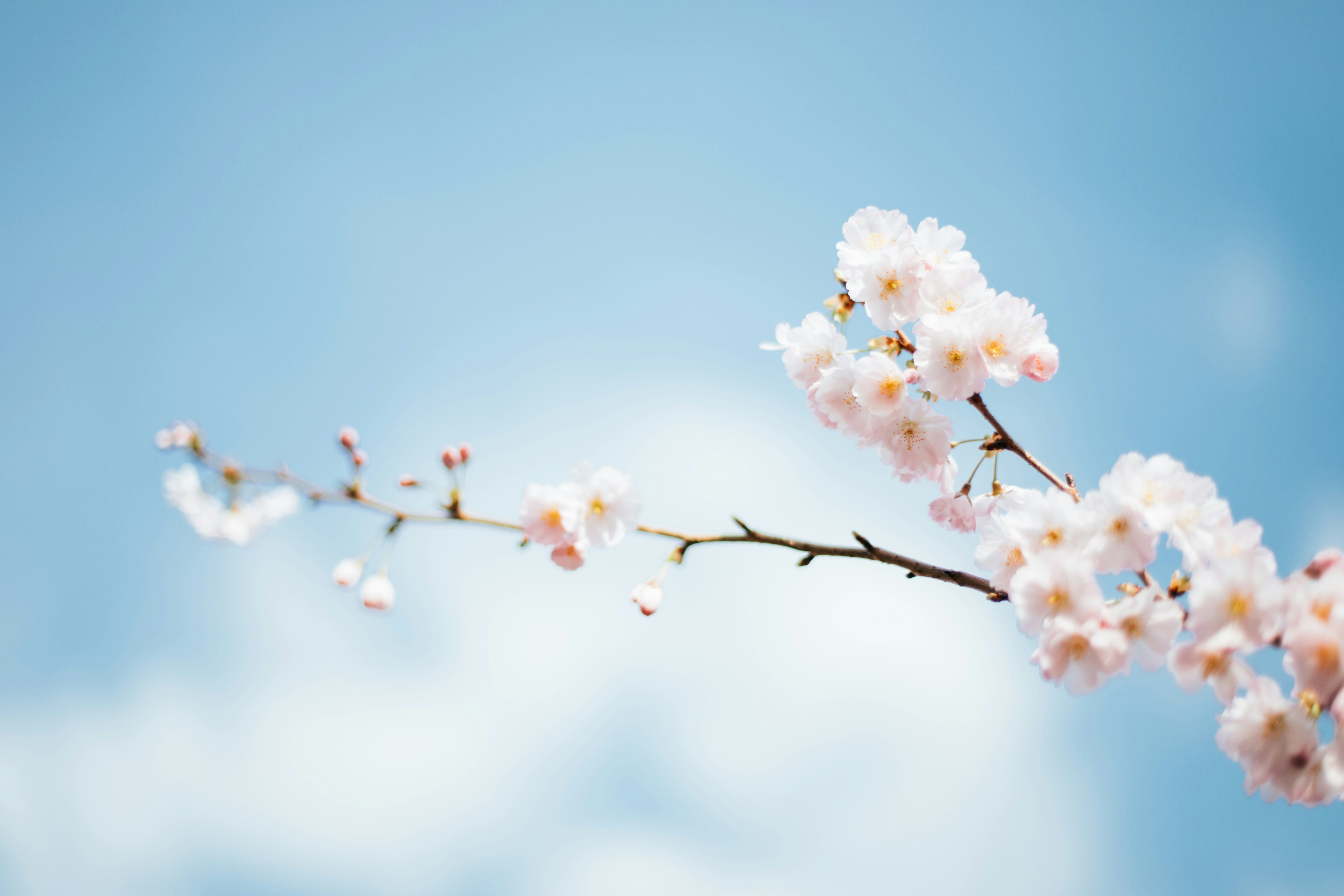 Spring into renewal — tapping into the energy of the season