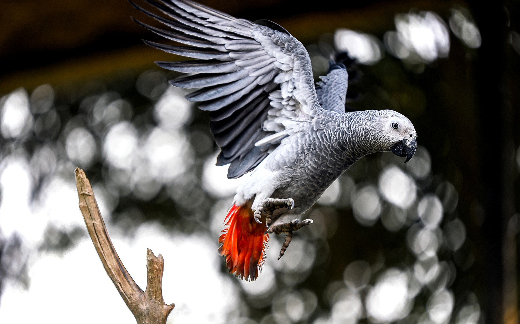 Cross-border freedom boosts African reporter’s mission to tackle wildlife trafficking scourge