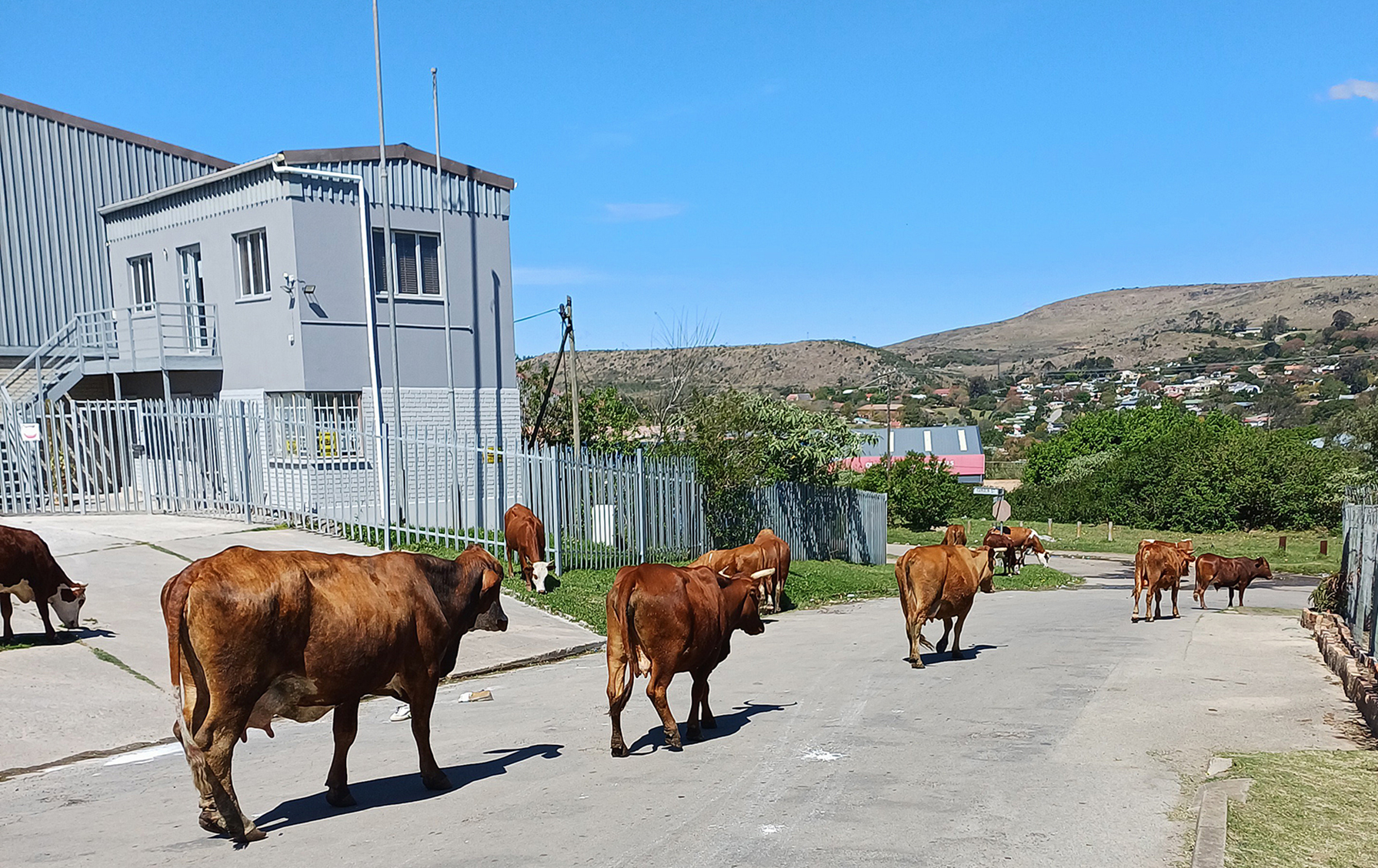 Makhanda residents go to High Court over worsening stray animal problem