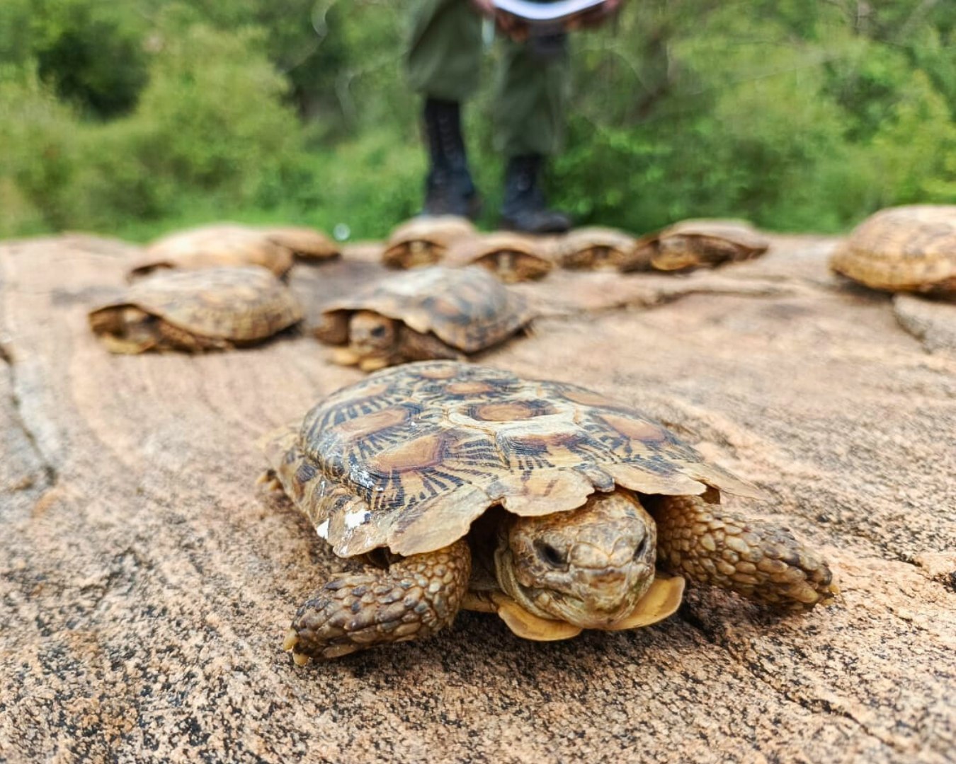Saving the pancake tortoise, a ‘living emblem’ of Kenya’s natural heritage