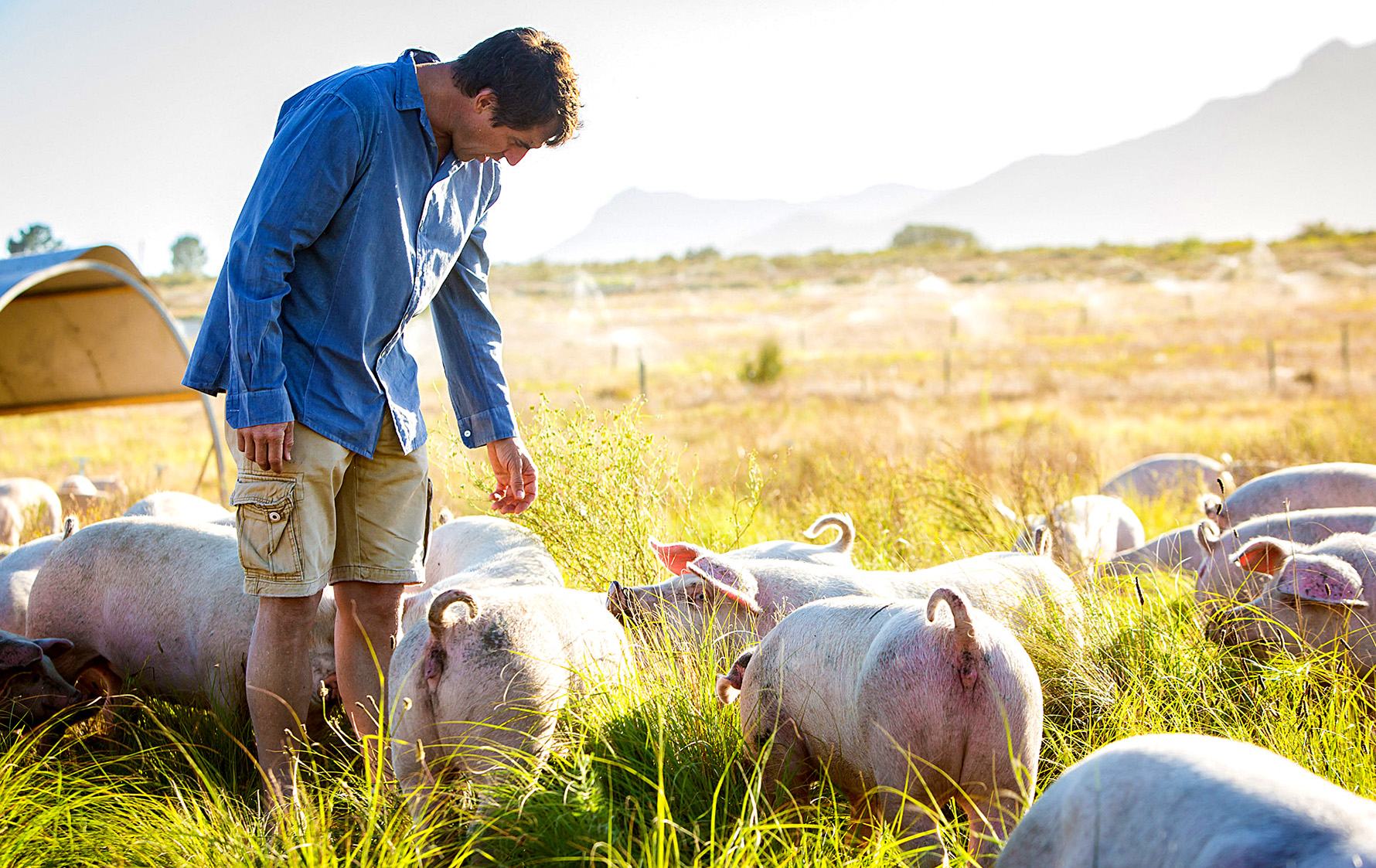 Regeneration might be the new bottom line for SA farms