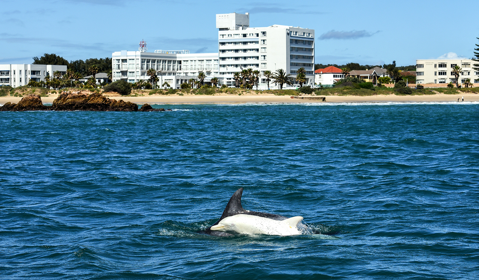 Albino dolphin ‘Popcorn’ returns to Algoa Bay after eight months
