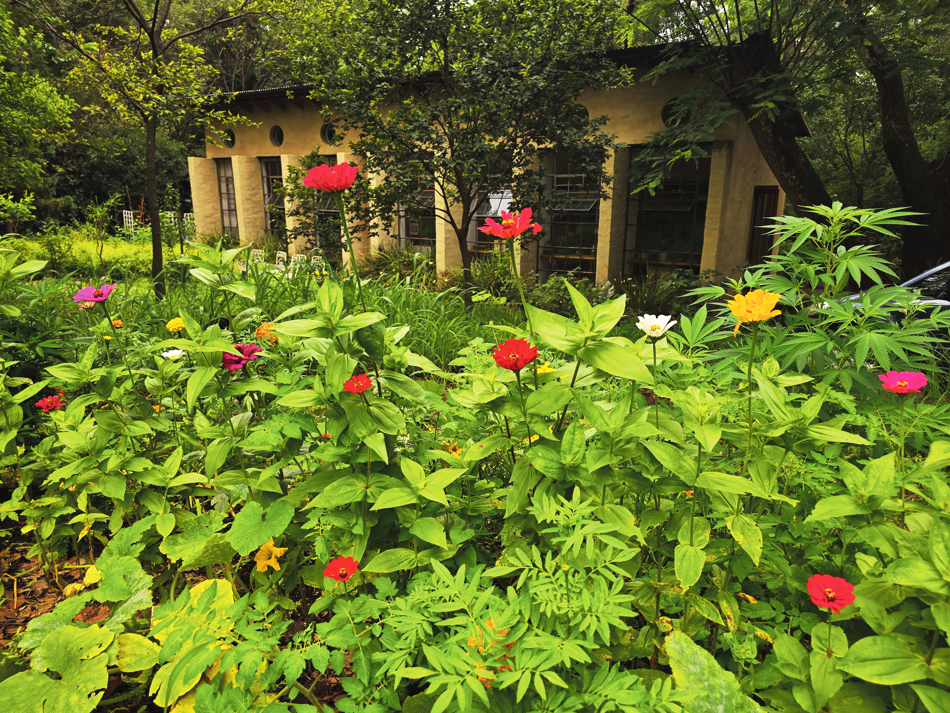 Cultivating hope in a garden that became a symbol of SA's political transformation