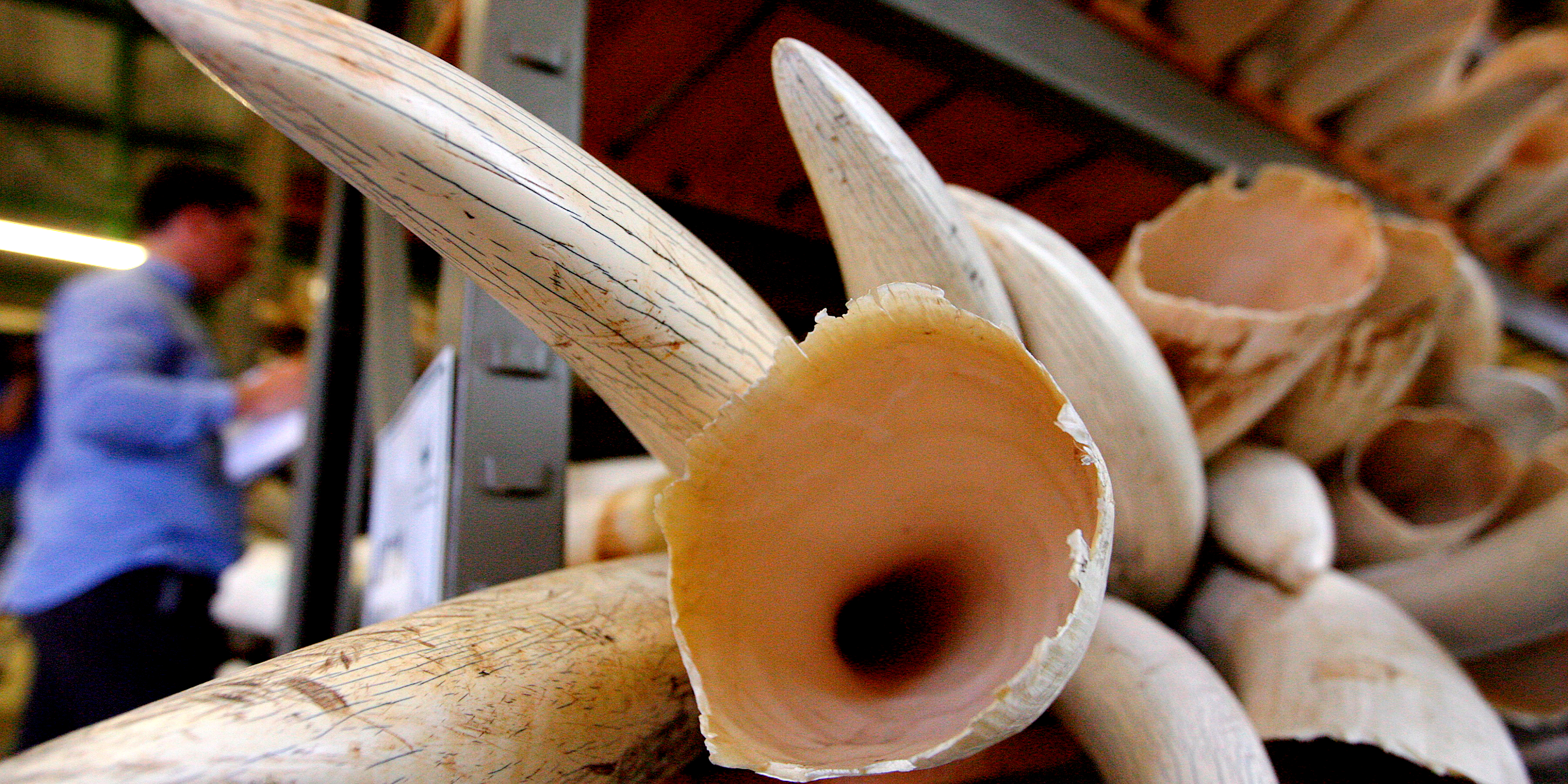 Is South Africa breaking ranks on the ivory trade in lead-up to CITES CoP20?