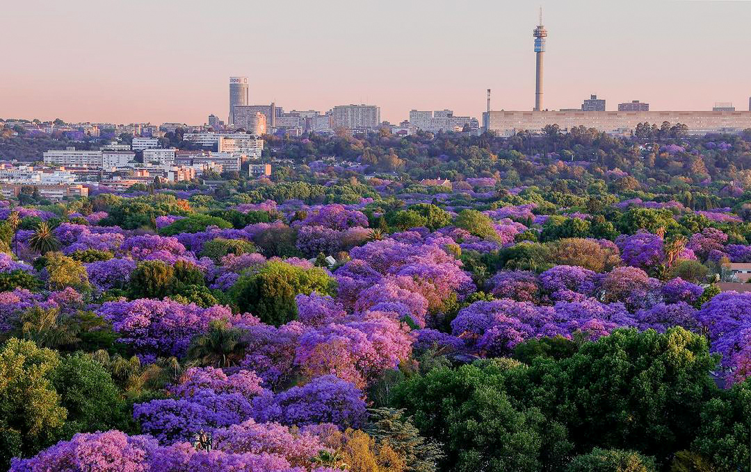 This blooming city — Jacaranda In Your Pocket is a month-long love letter to Joburg