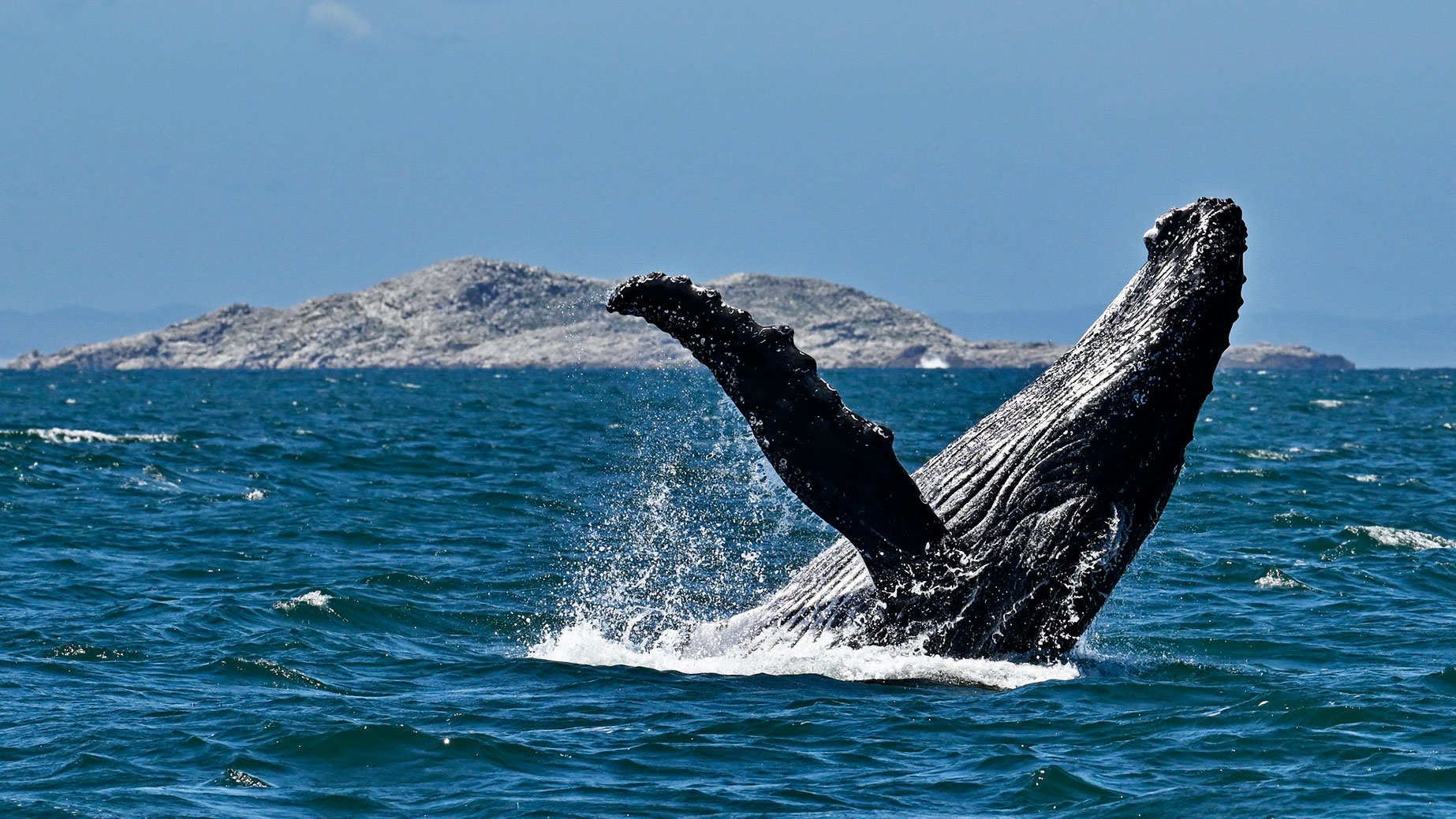 Breaching for the sky — a high and mighty whale display