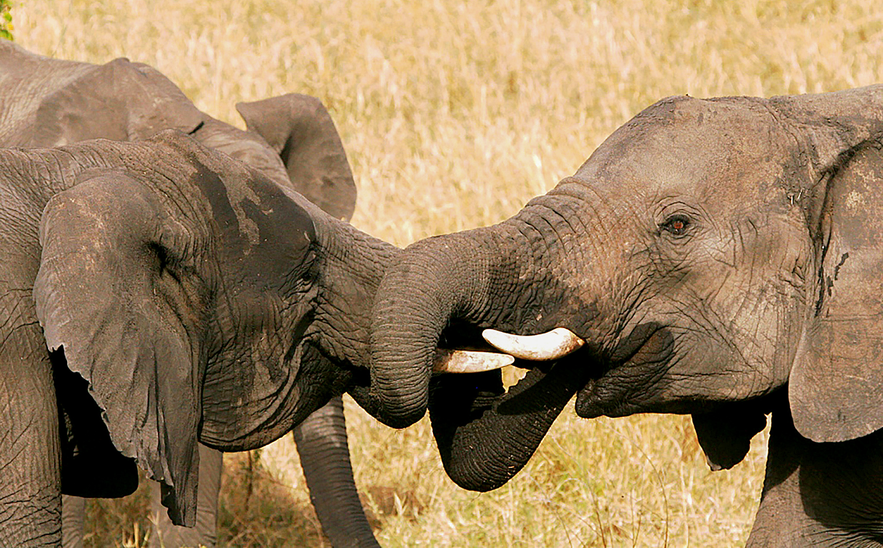 The ban is a slap in the face for Zimbabwe, Tanzania, Botswana, Namibia and Zambia which, at the Hwange Elephant Summit earlier this month, signed a declaration demanding the right to sell their ivory stockpiles. (Photo: Conservation Action Trust)