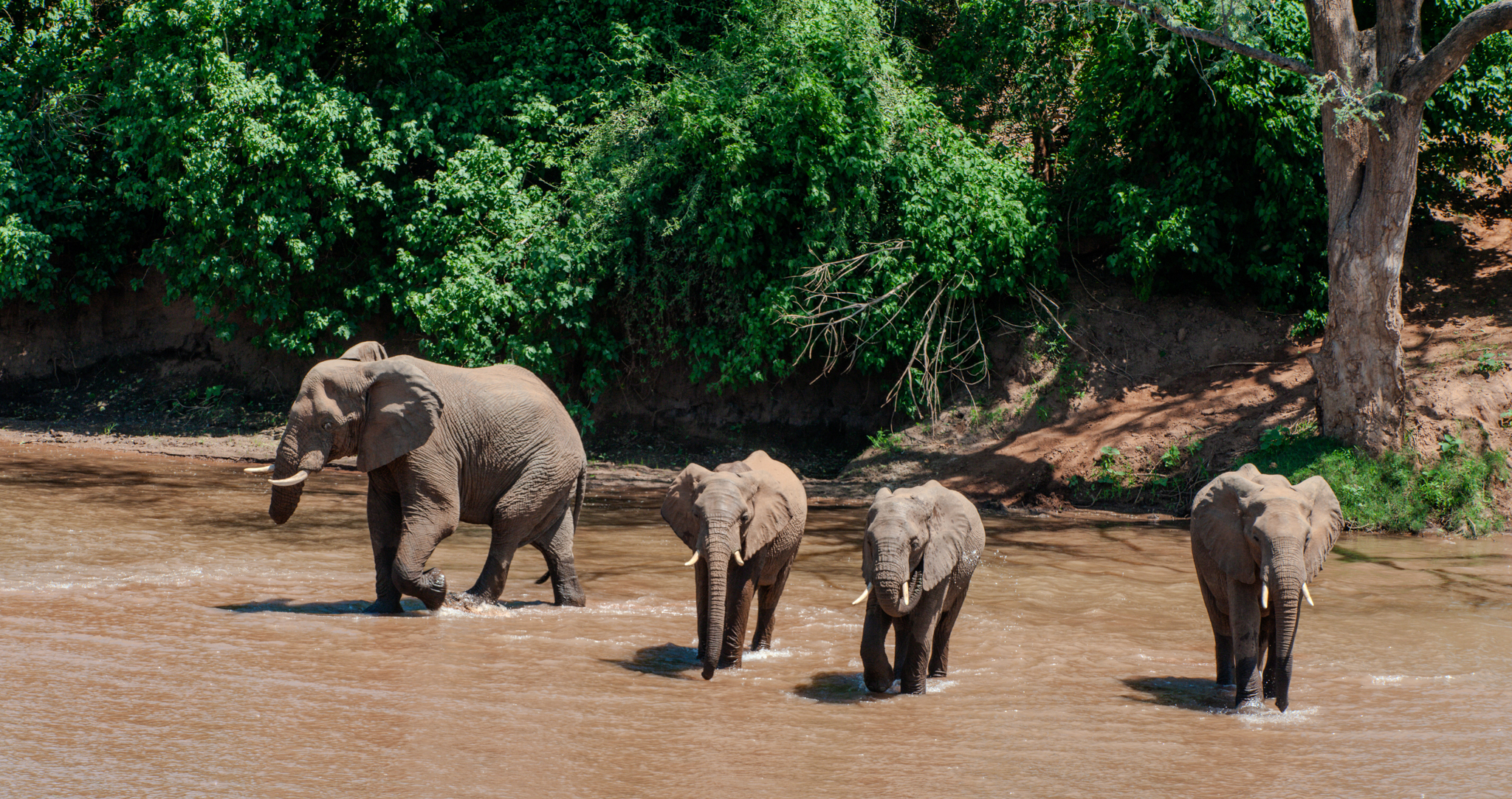 Elephants vs big trees: new study maps out South Africa’s conservation dilemma