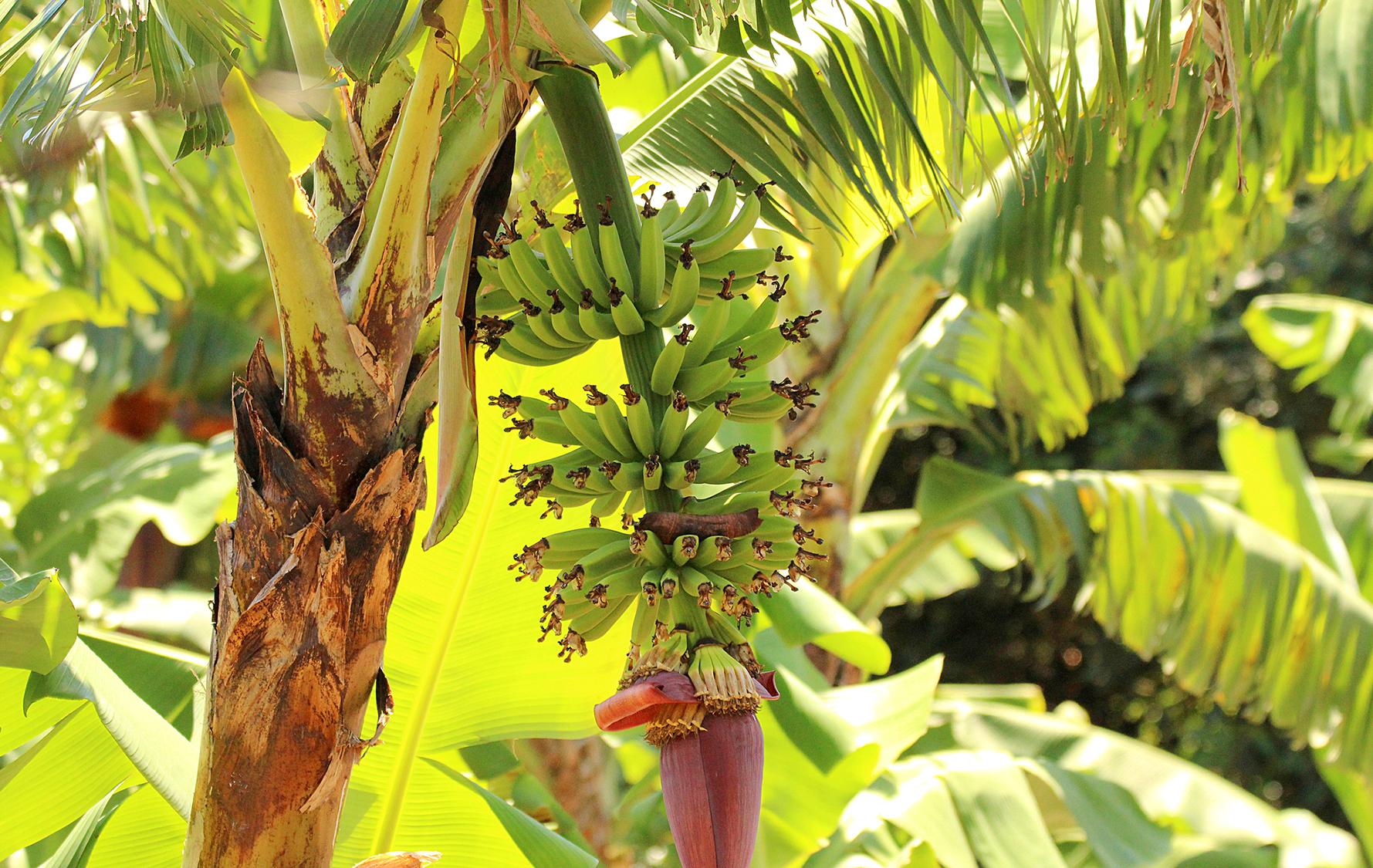 Banana bunchy top virus is killing livelihoods for coastal banana growers 
