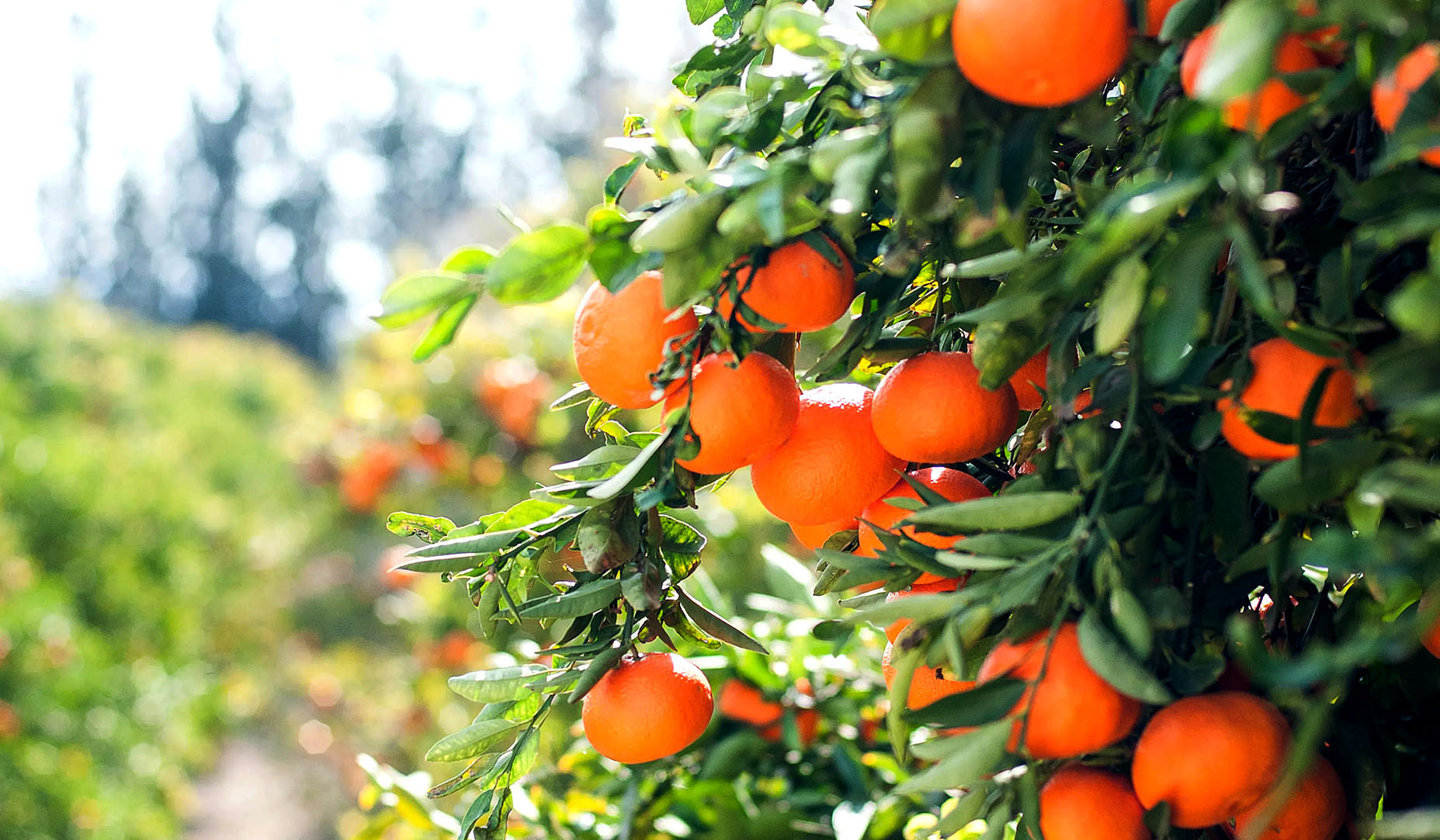SA citrus growers dodge tariffs to celebrate record-breaking exports