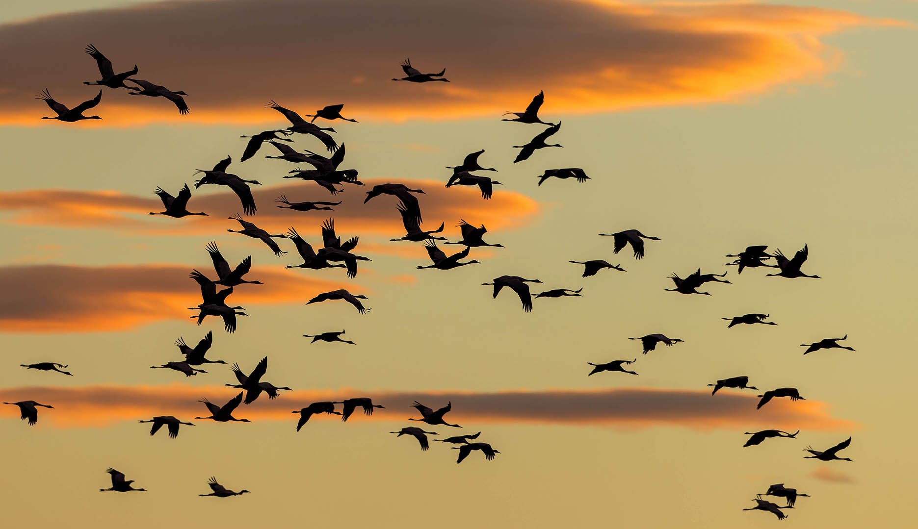 Africa’s waterbirds fly the gauntlet of hunger, disease, bullets and human ‘development’