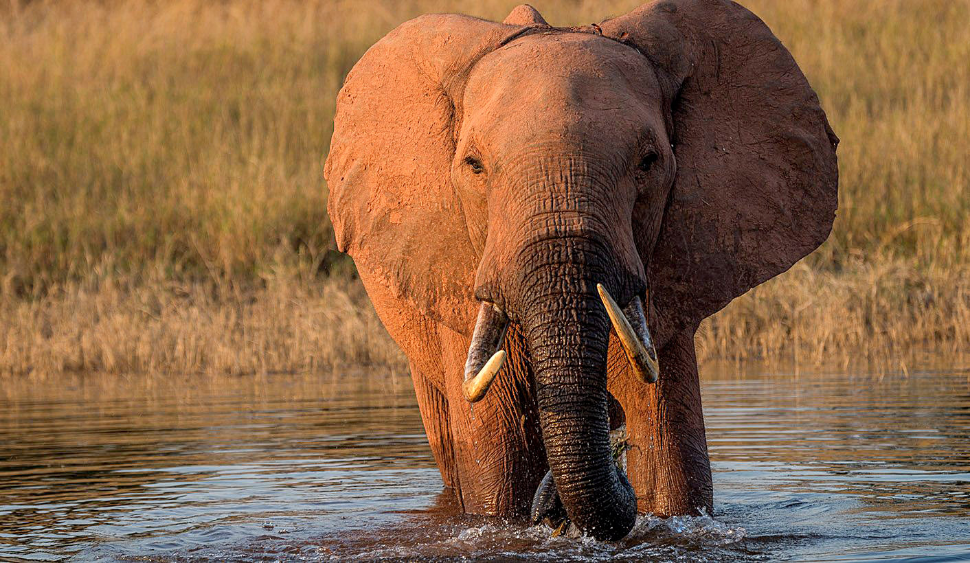 Southern Africa’s elephant ‘problem’ is a human crisis in disguise