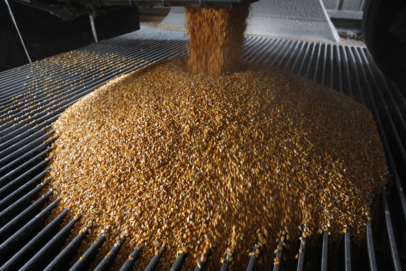 Maize seed merger threatens SA food safety