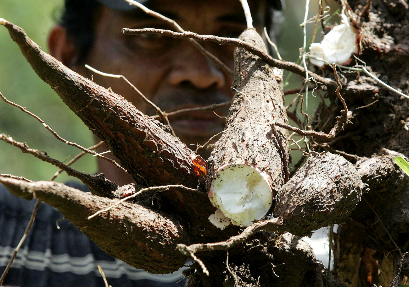 SABMiller launches 'entry-level' cassava beer